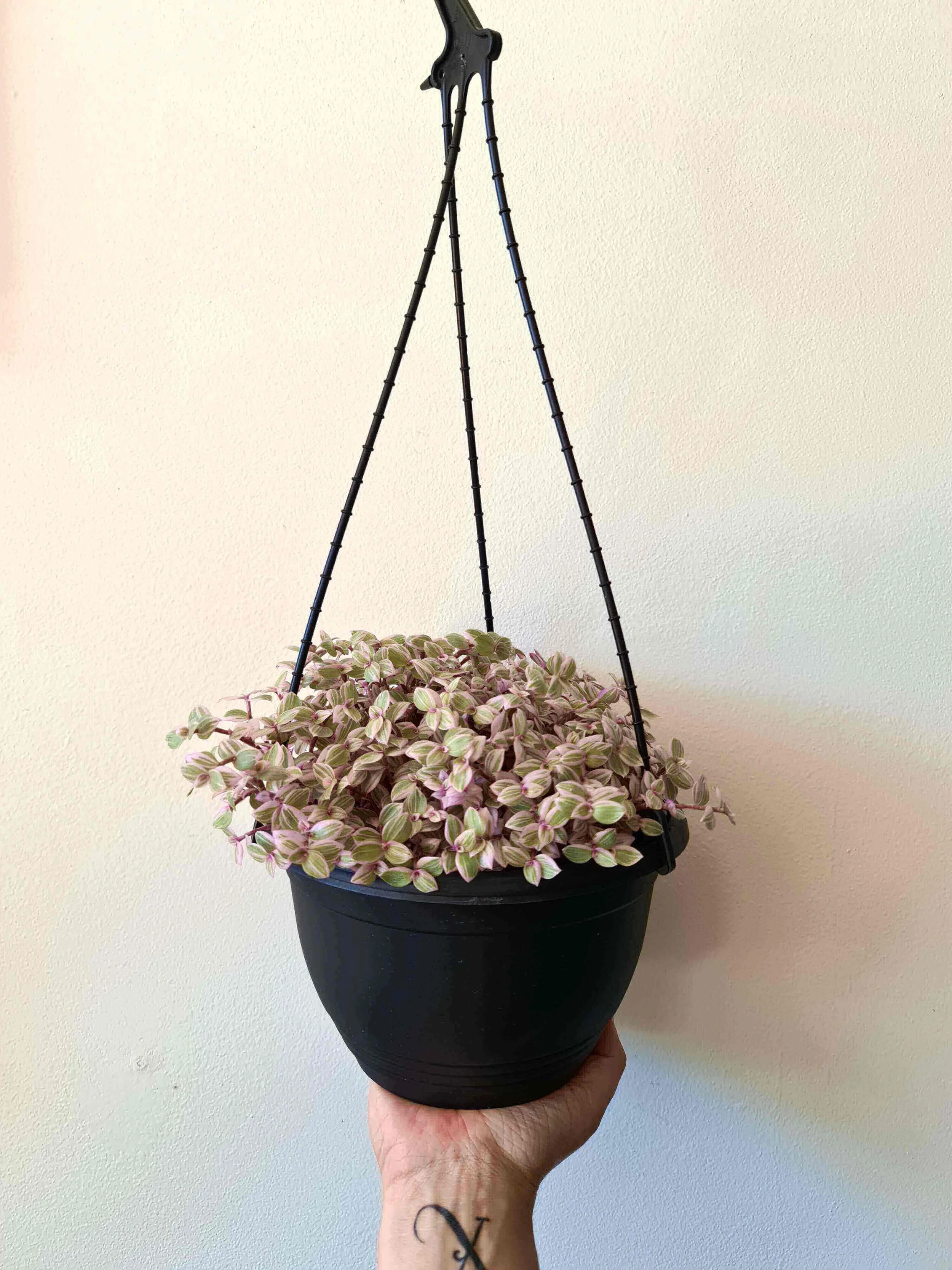 20201119_112551 copy-2 3 (1) (1) (1) (1) (1).jpg