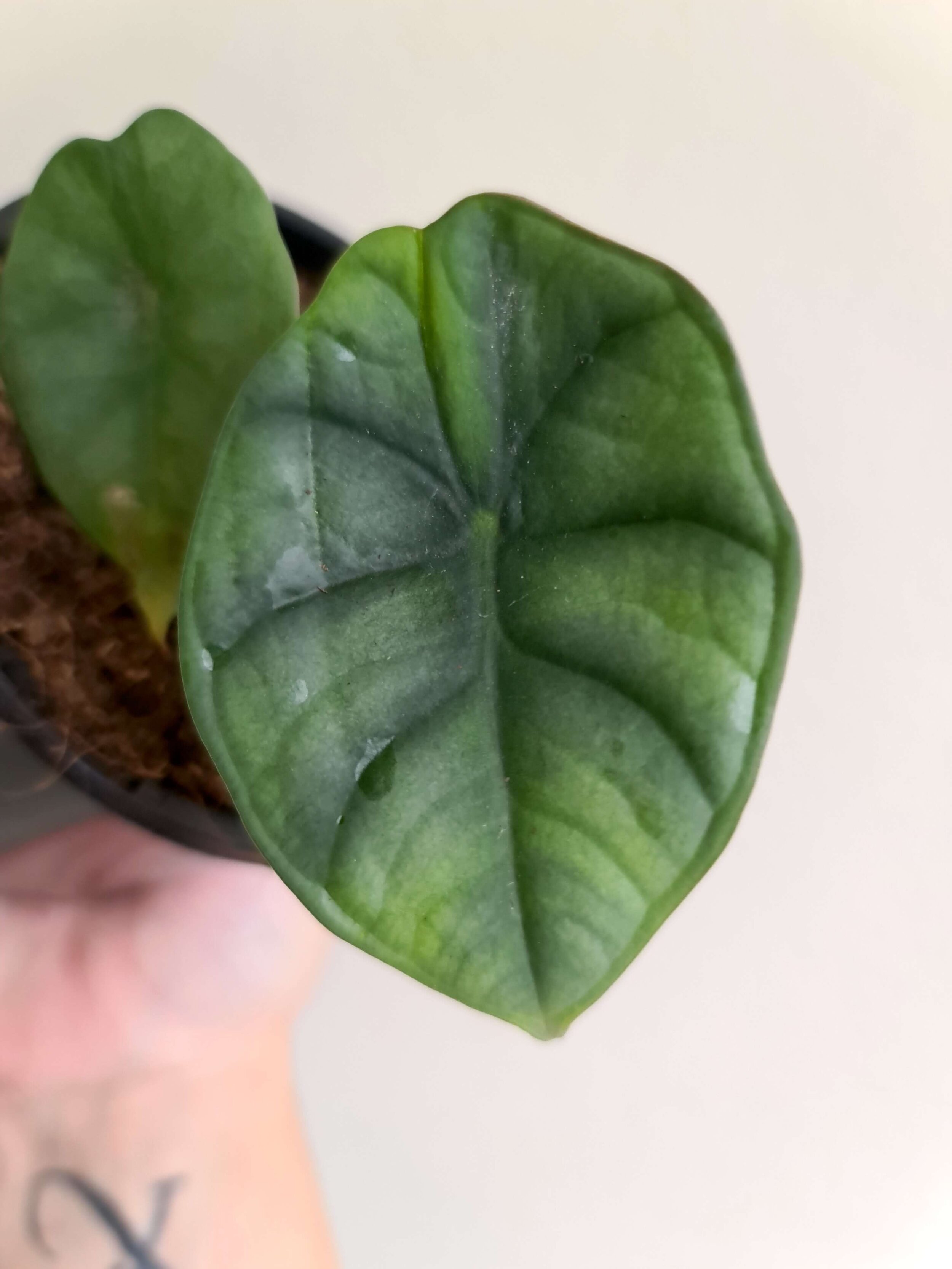 20201210_102137 copy.jpg