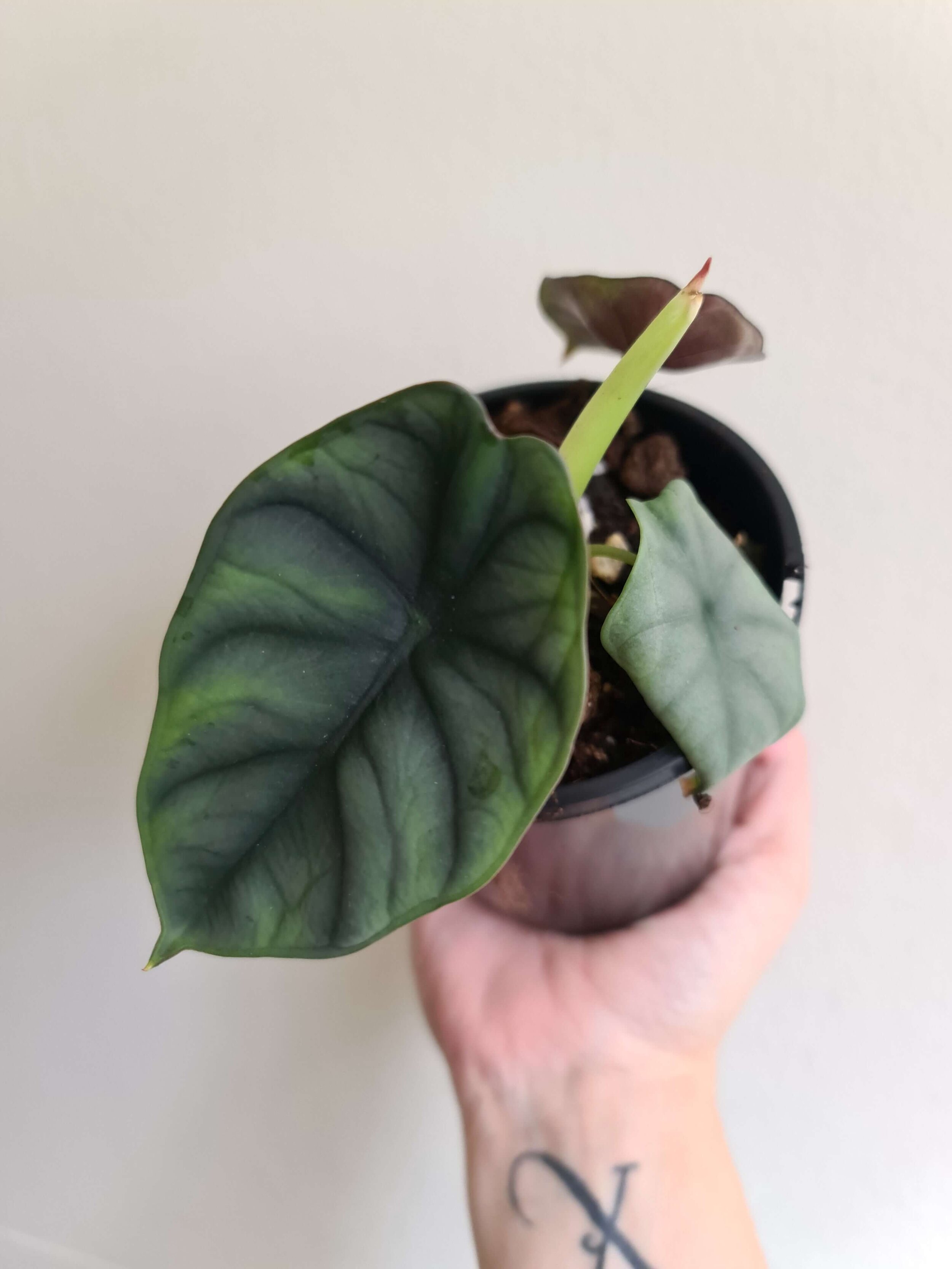 20201210_102234 copy.jpg