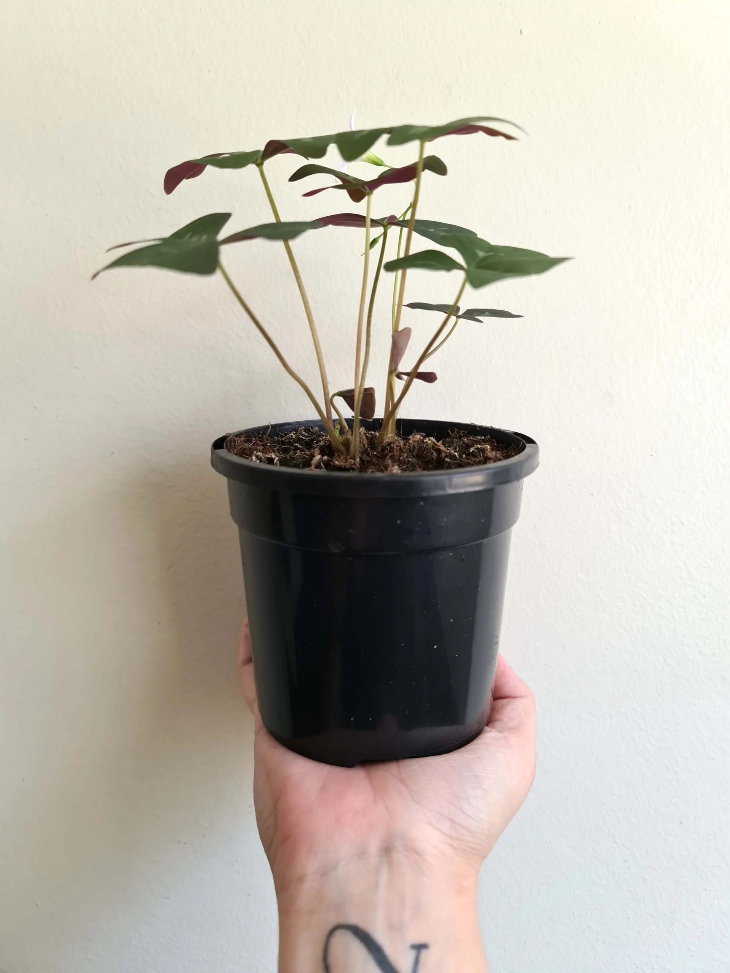 20200518_134121 copy-min.jpg