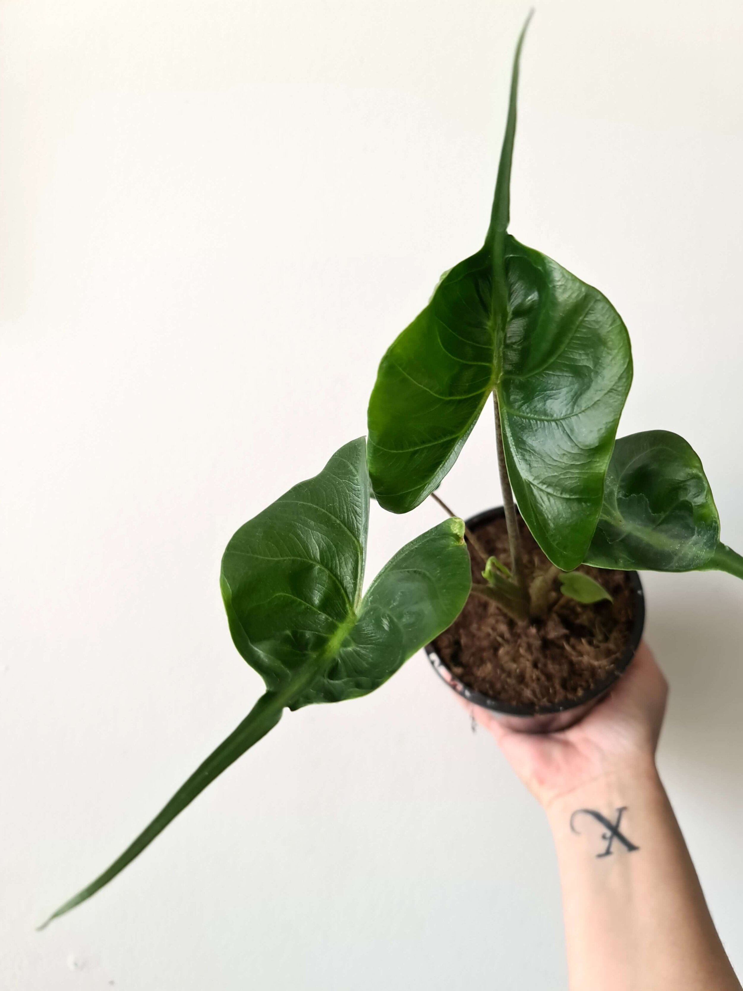 20201208_145248 copy.jpg