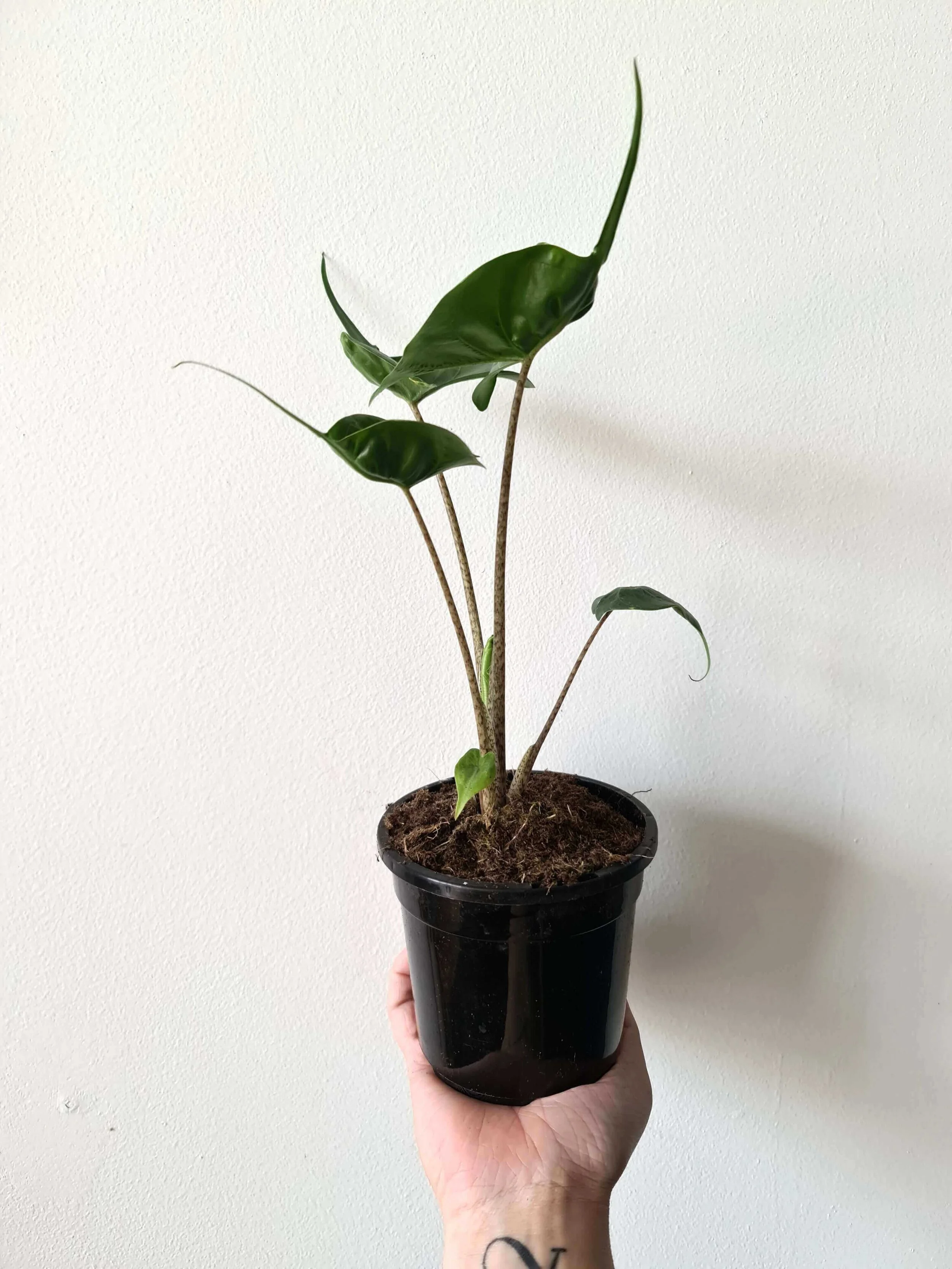 20201208_145226 copy (1).jpg