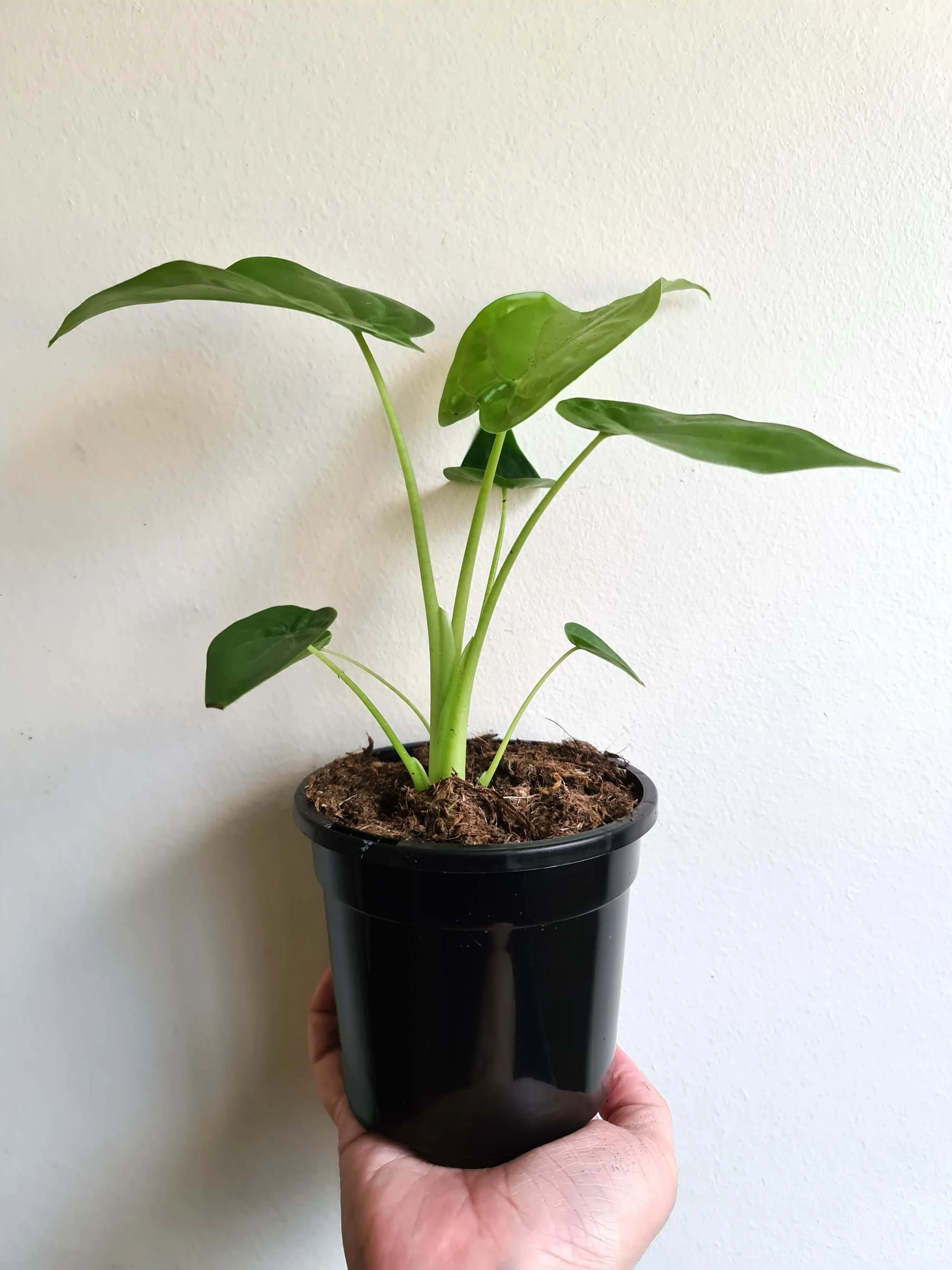 20200817_134705 copy.jpg