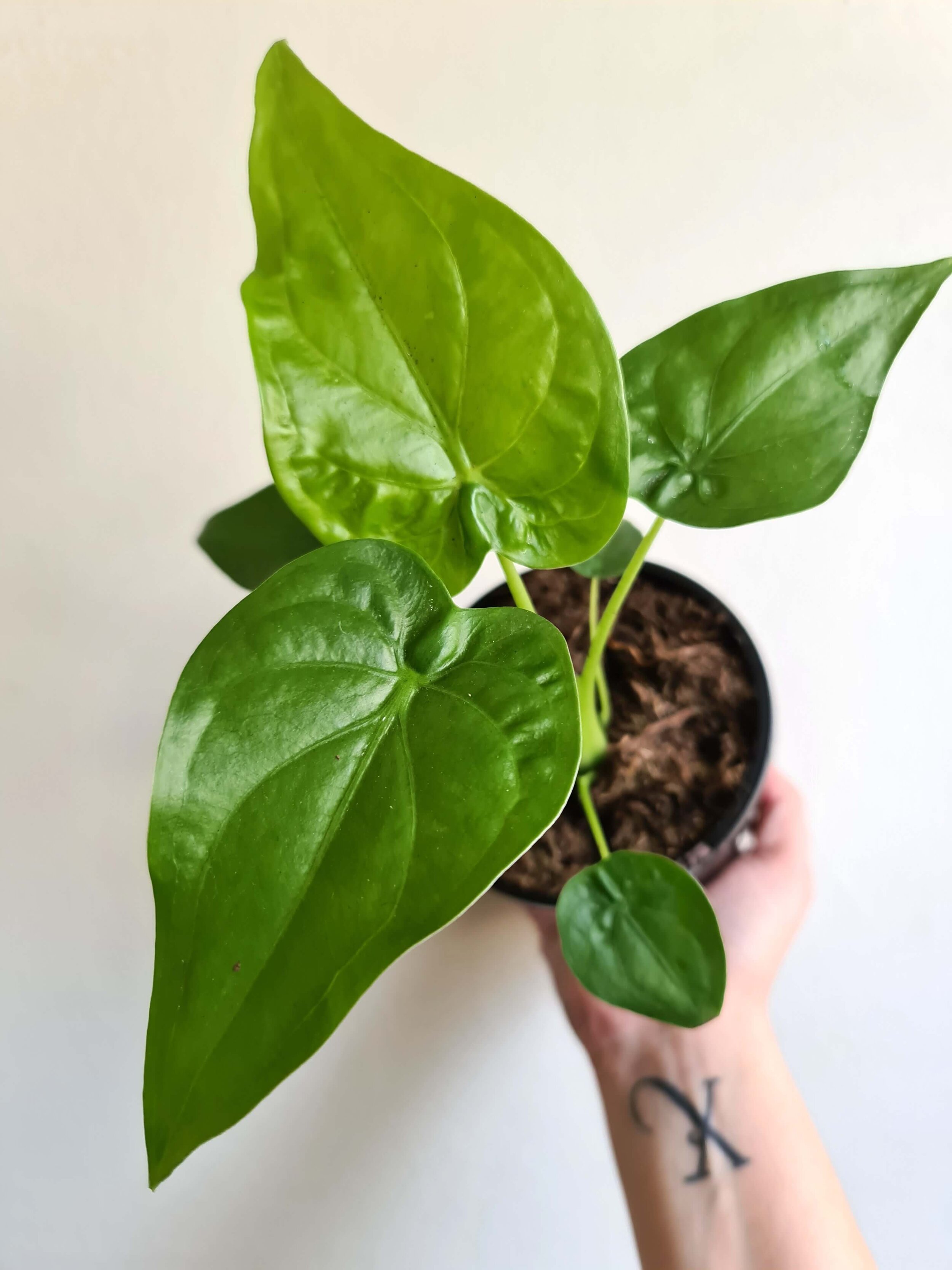 20200817_134729 copy.jpg