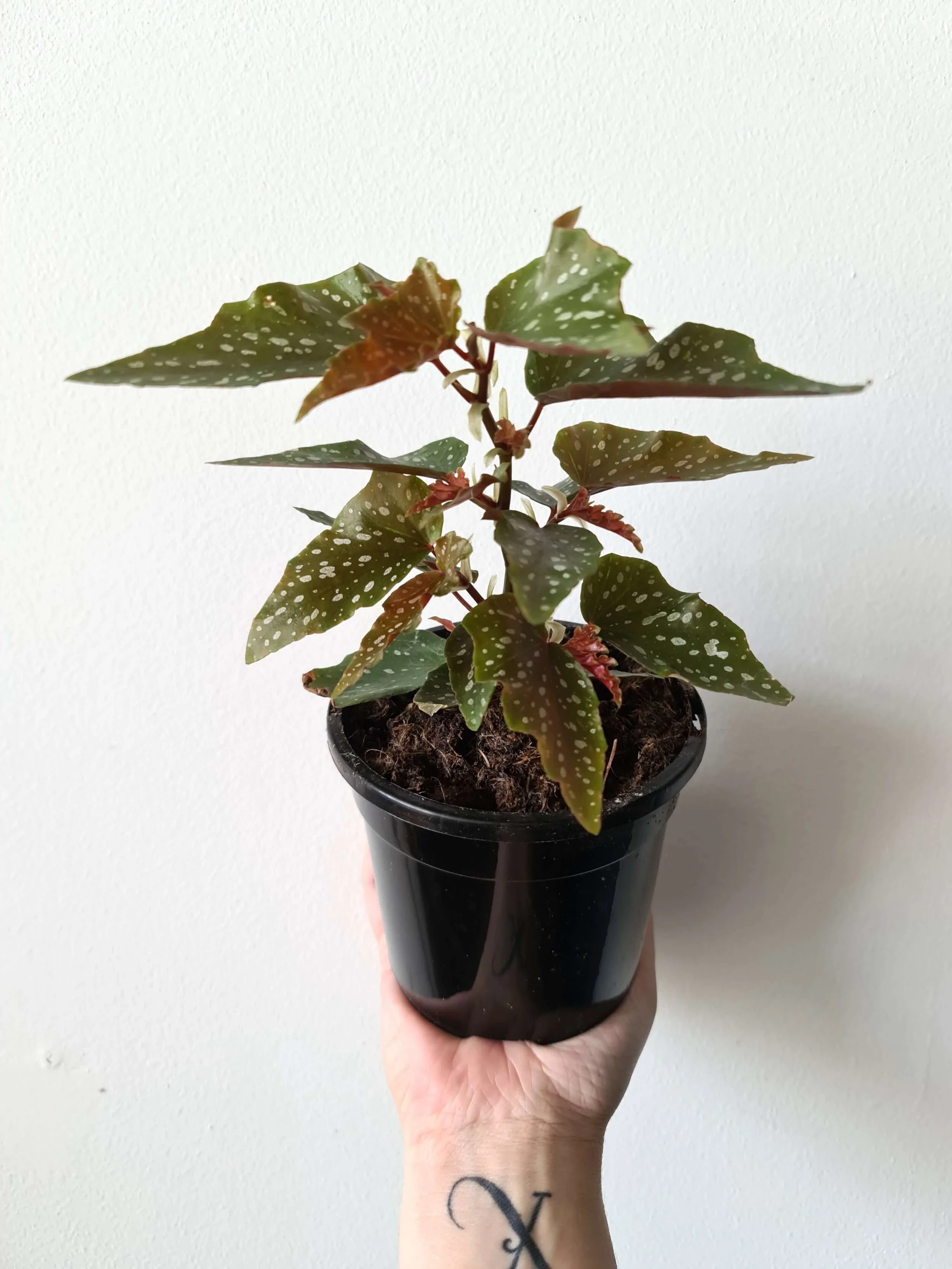 20201208_145325 copy.jpg