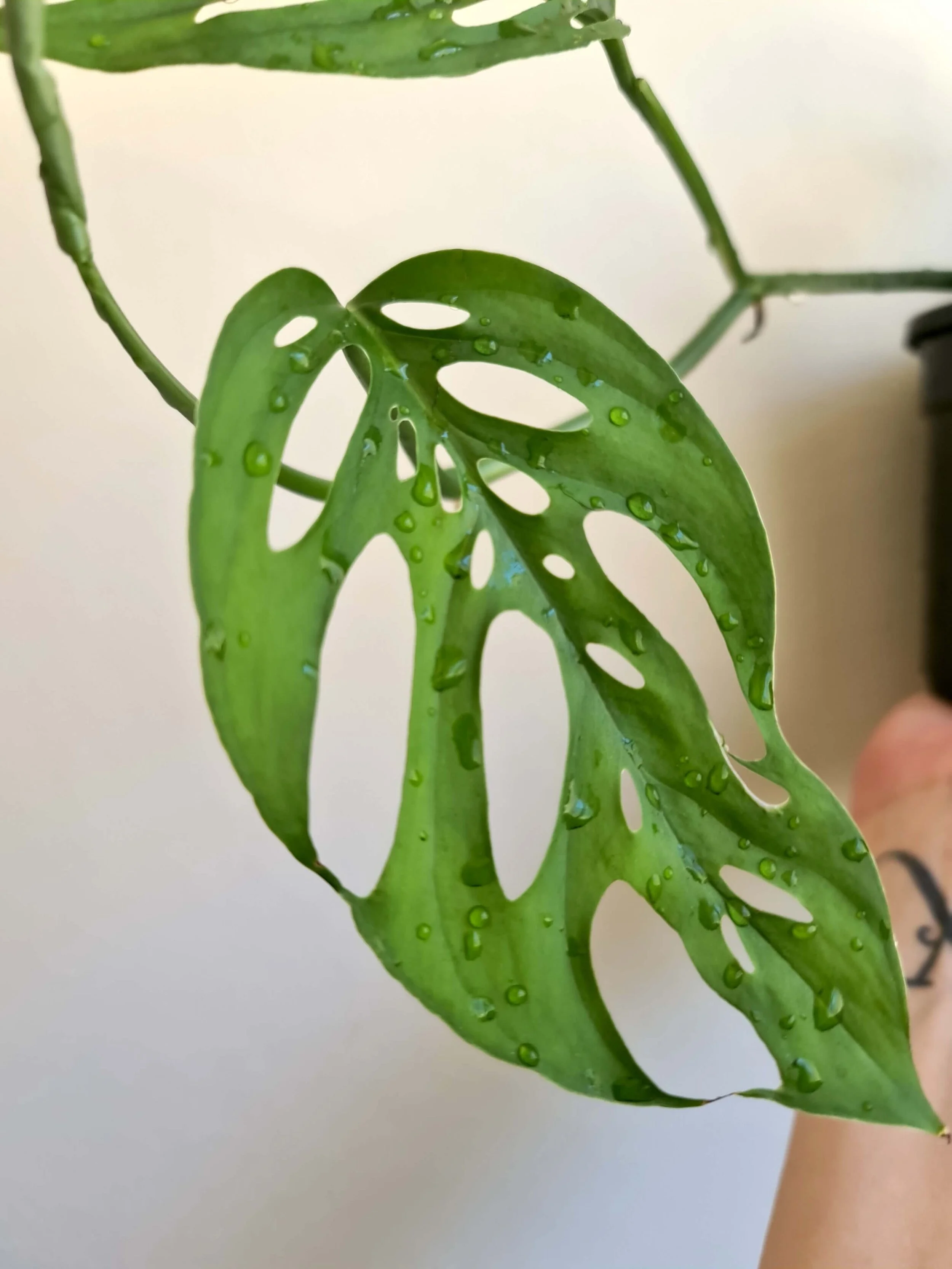 20200904_115427 copy.jpg