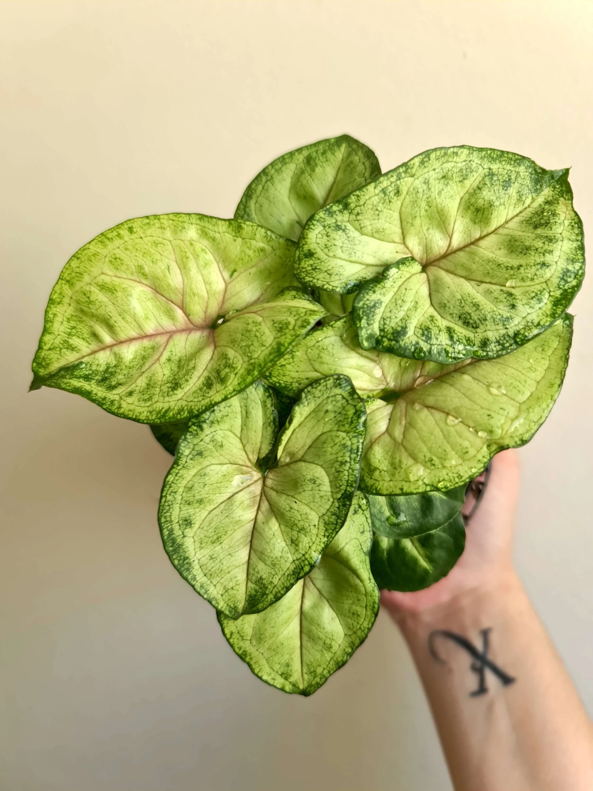 20201214_144445 copy.jpg