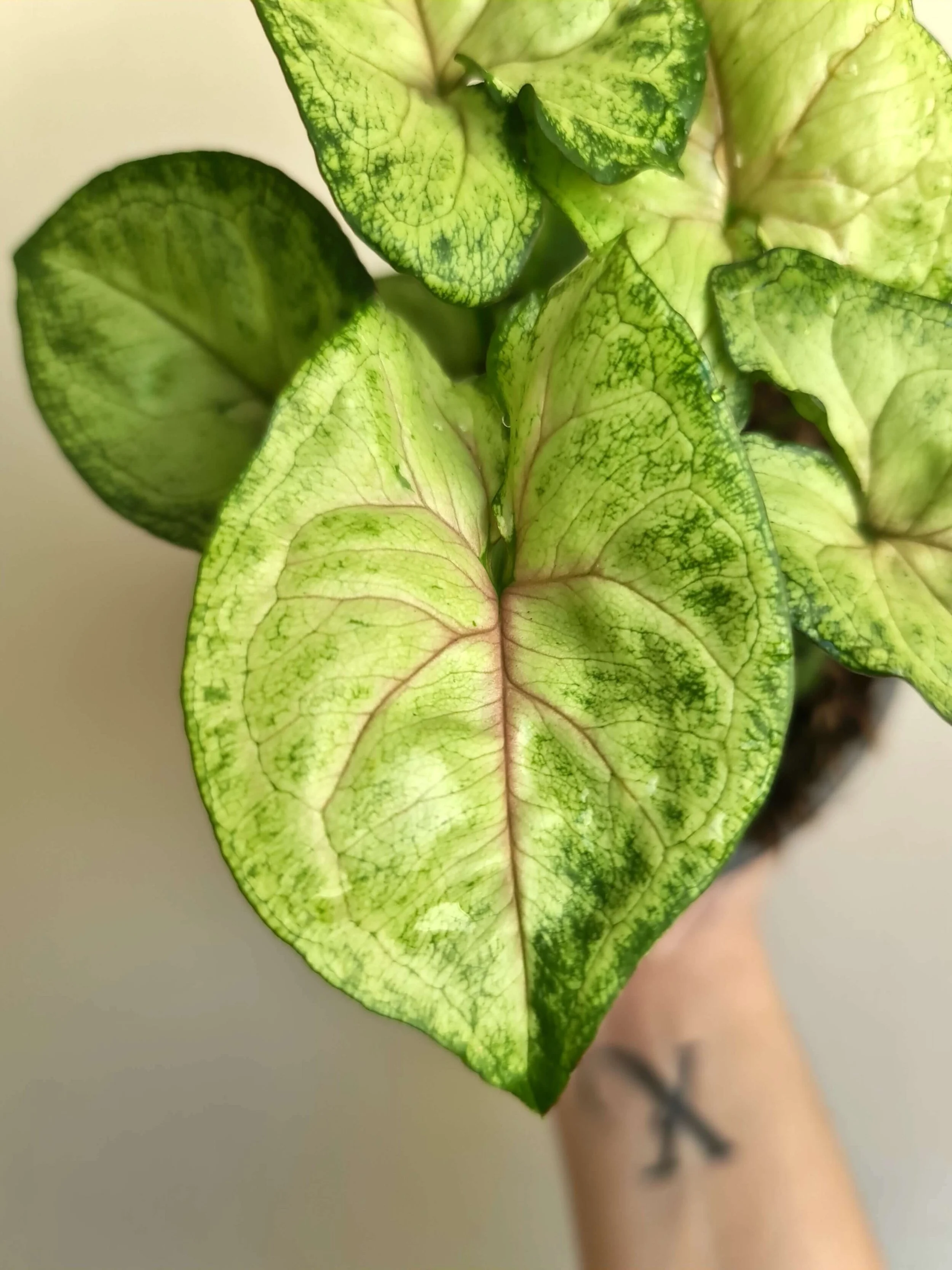 20201214_144453 copy.jpg