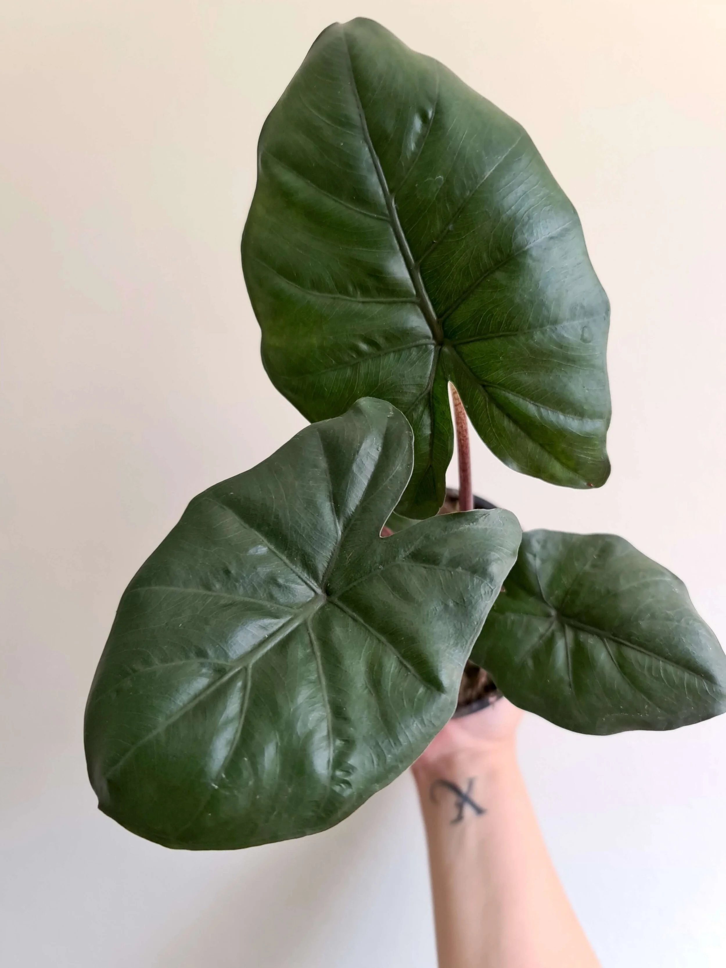 20201217_121941 copy.jpg