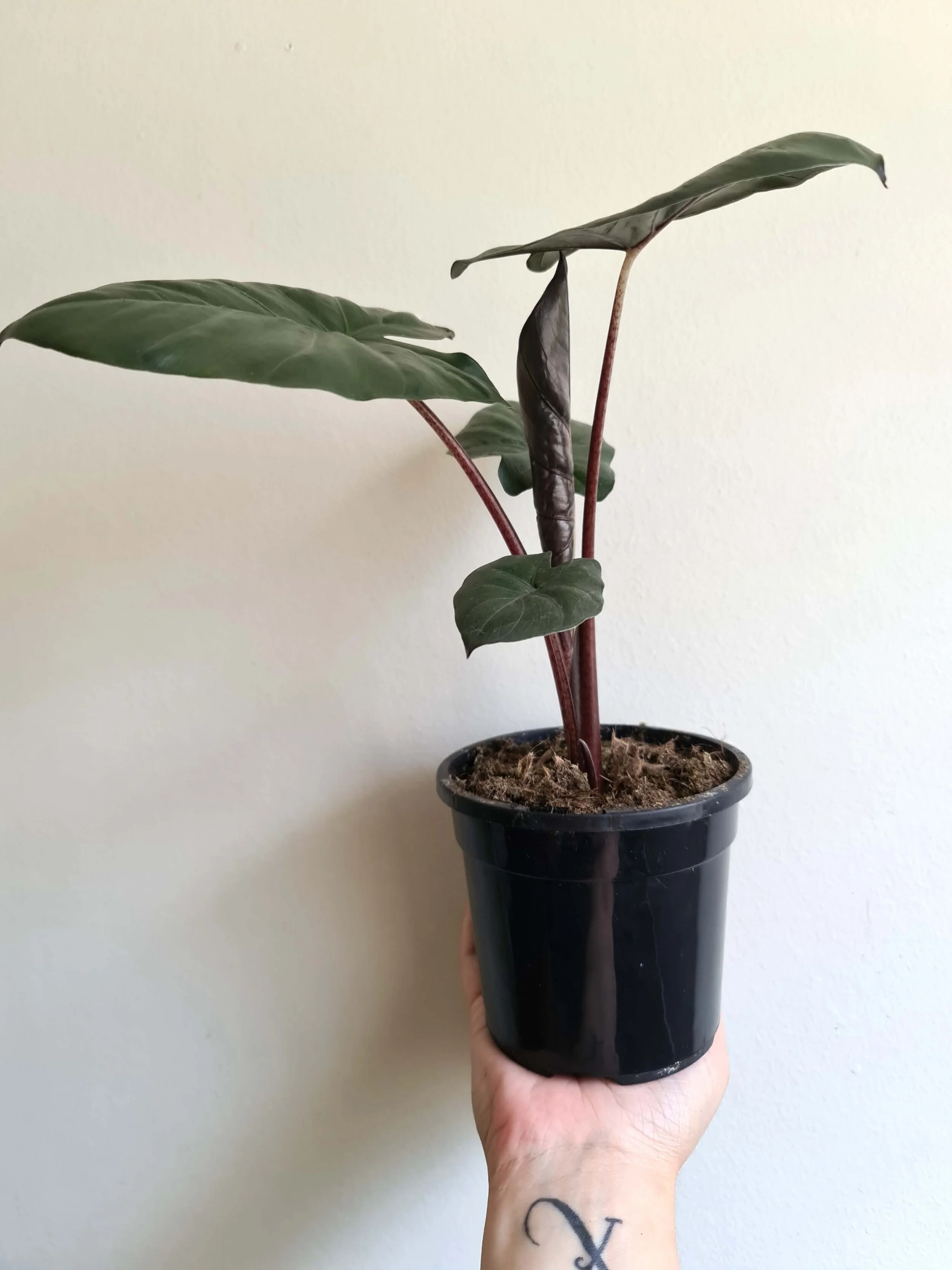 20200817_134705 copy.jpg