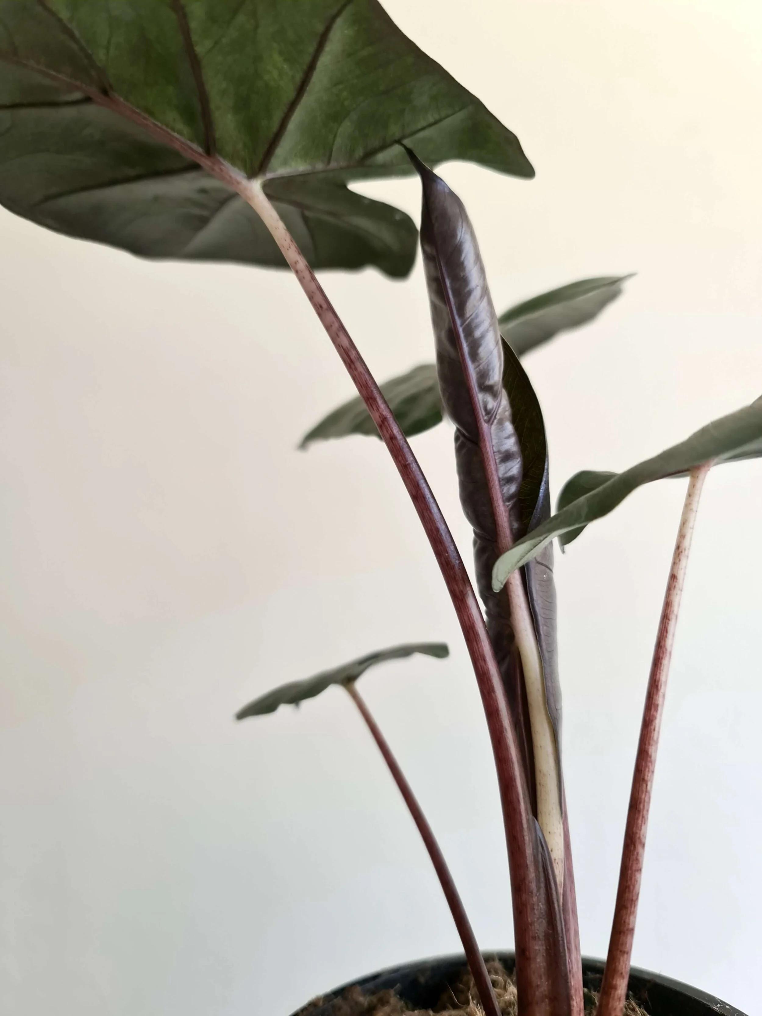 20190529_145411 copy.jpg