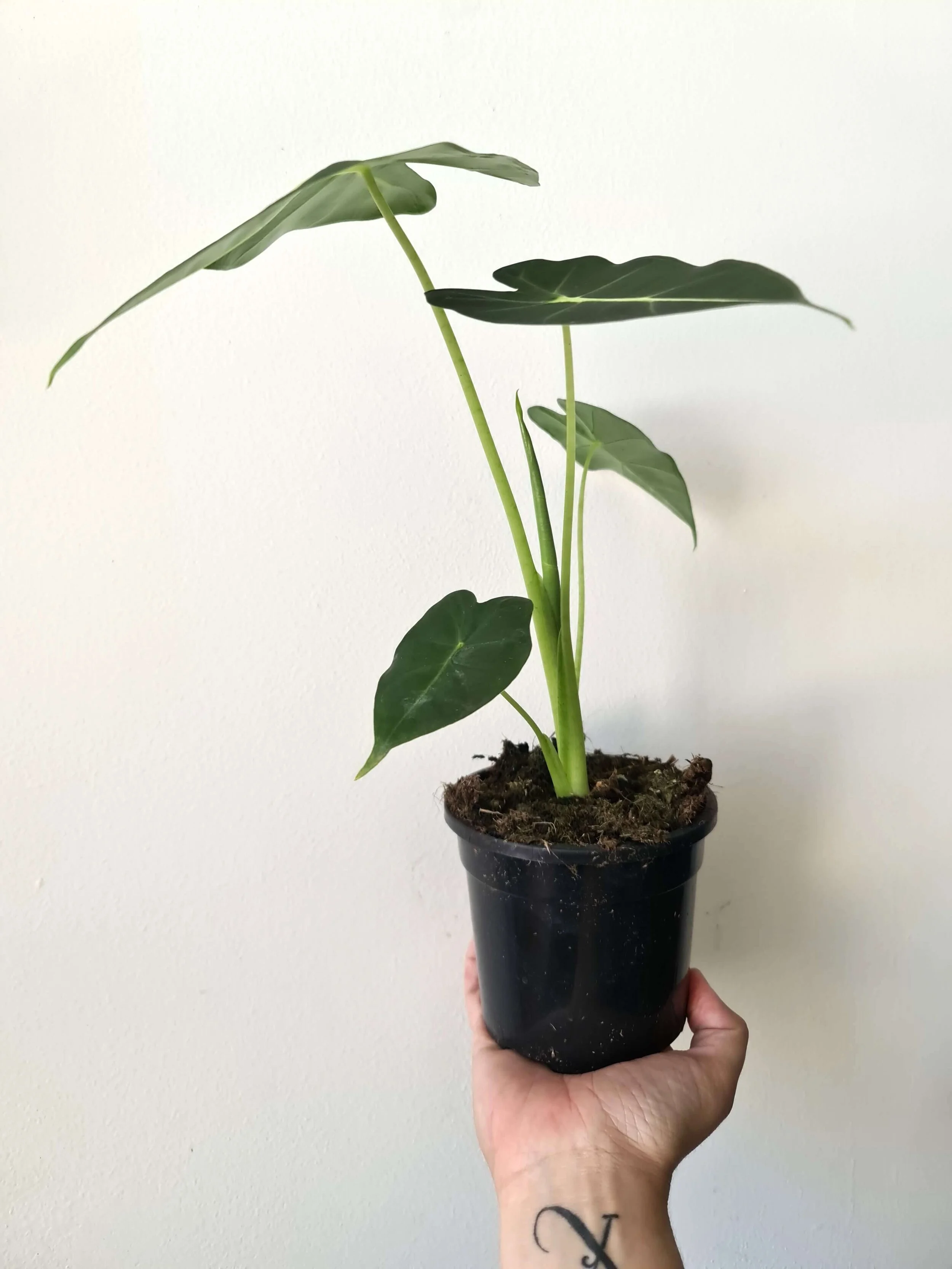 20201210_101837 copy.jpg