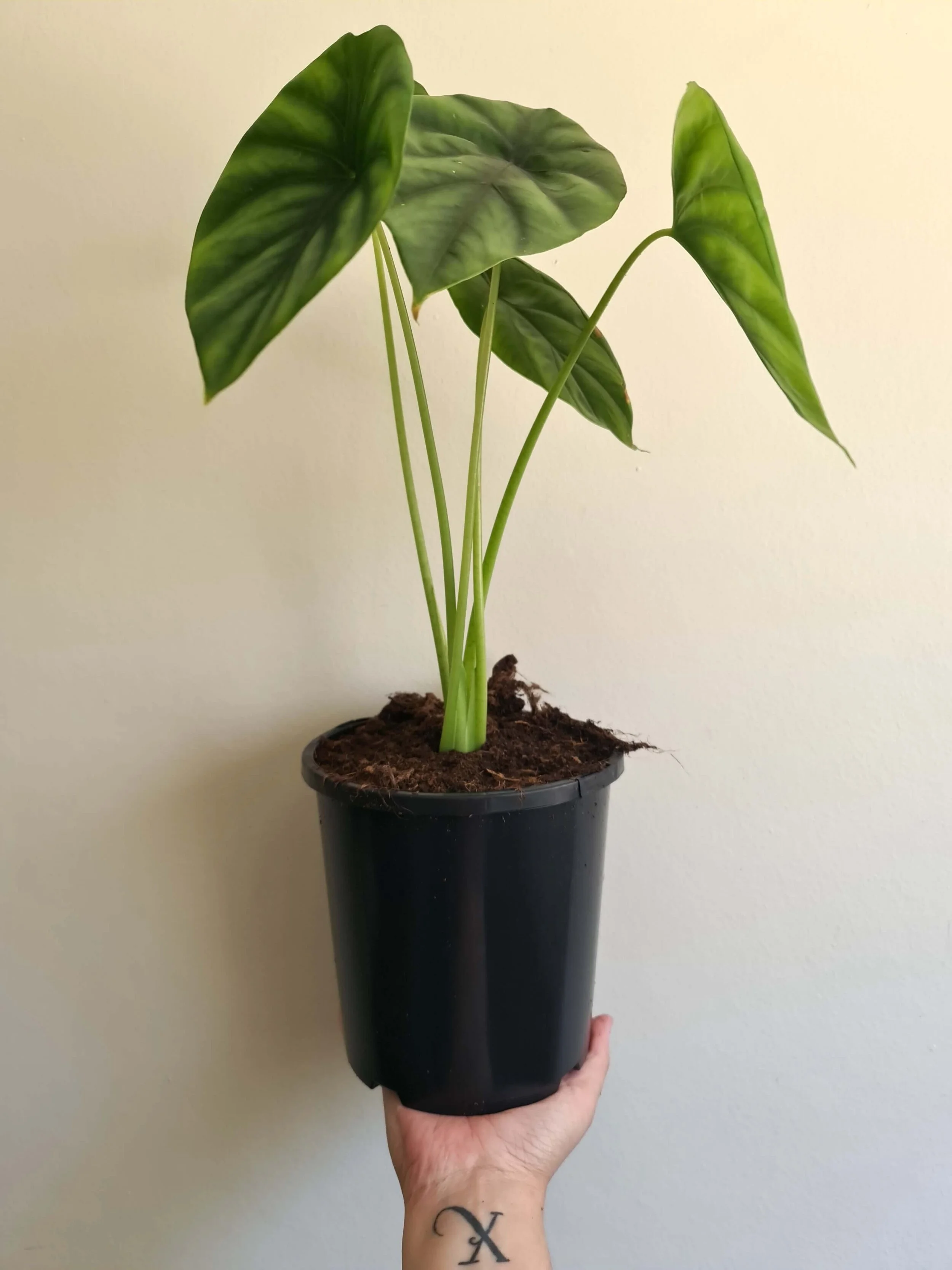 20201030_132347 copy.jpg