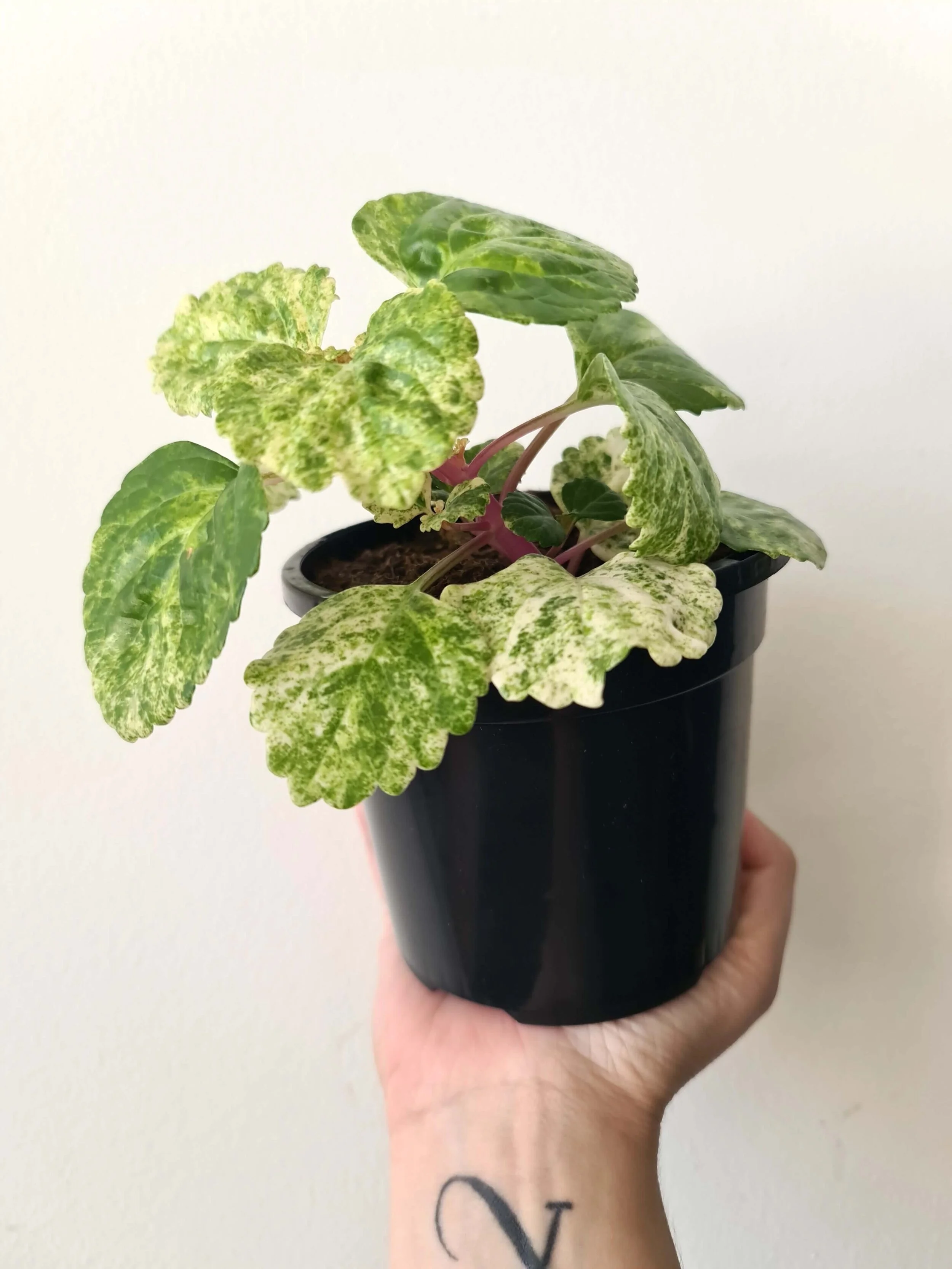 20201107_185235 copy.jpg