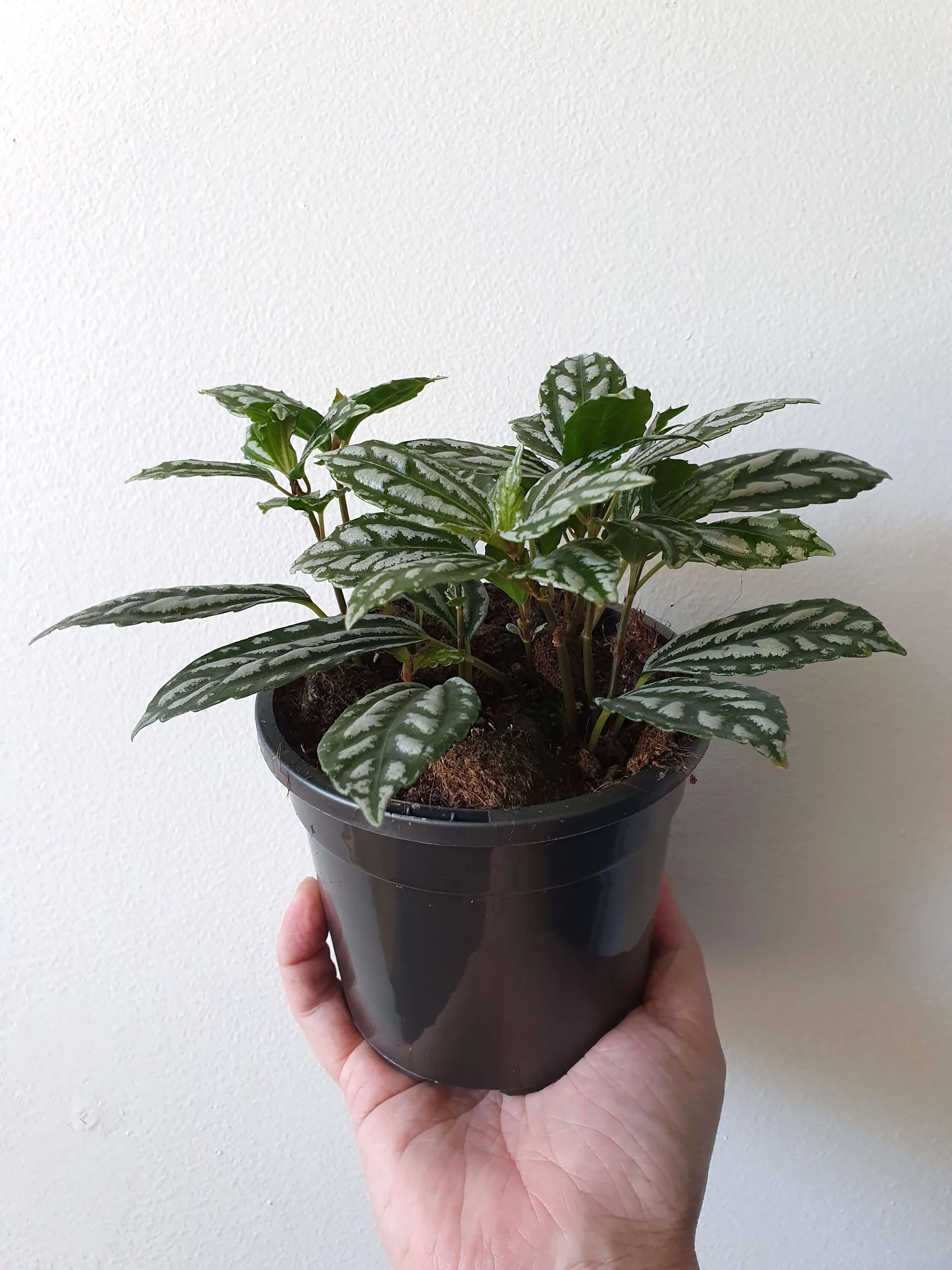 20190719_123253 copy.jpg