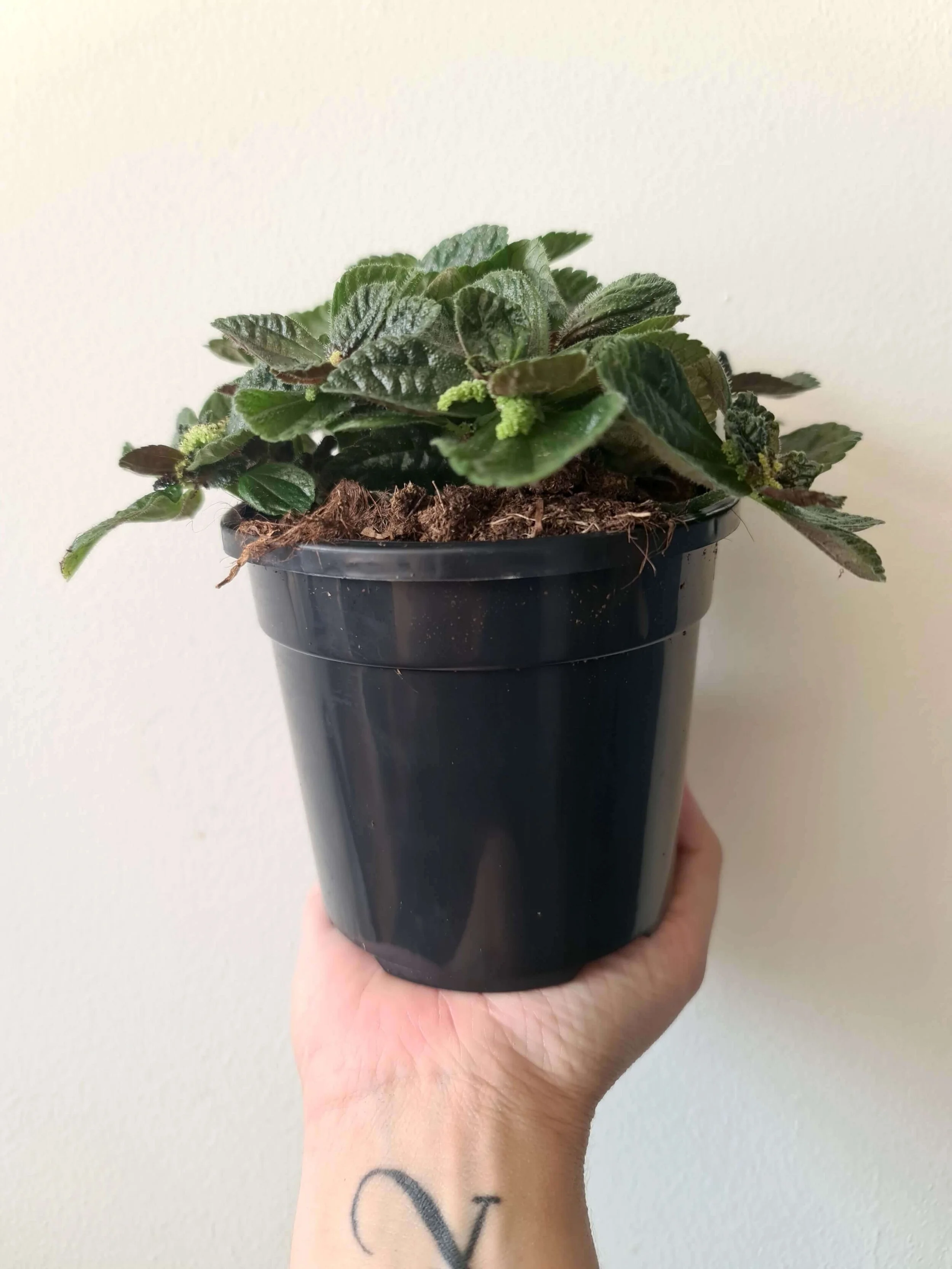 20190719_123304 copy.jpg