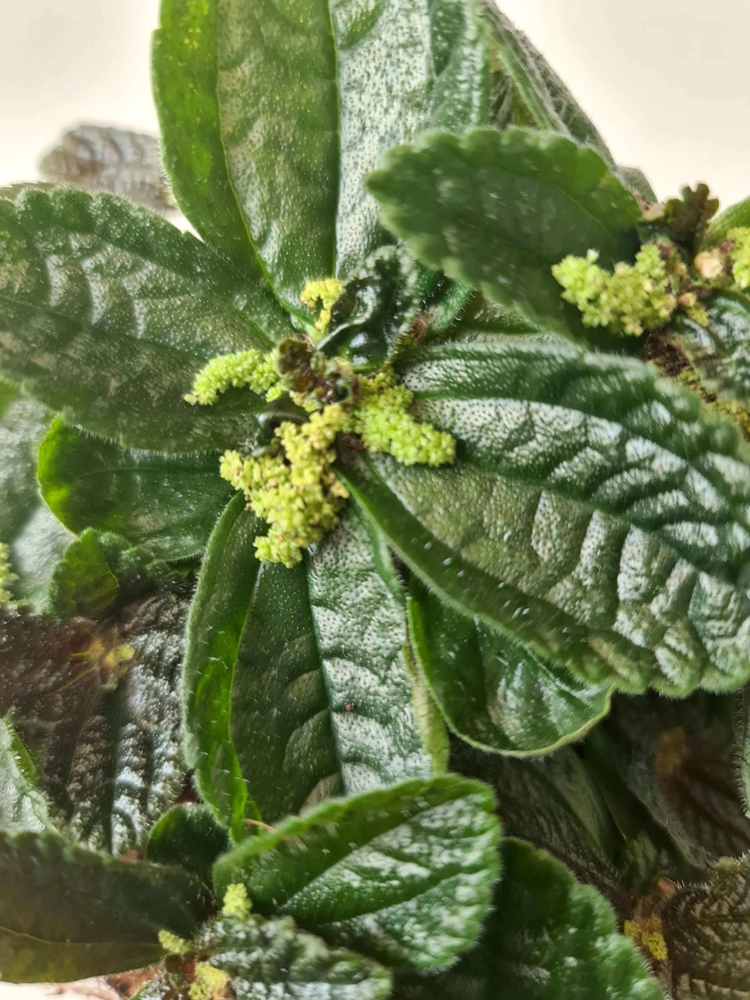 20210128_094132 copy.jpg