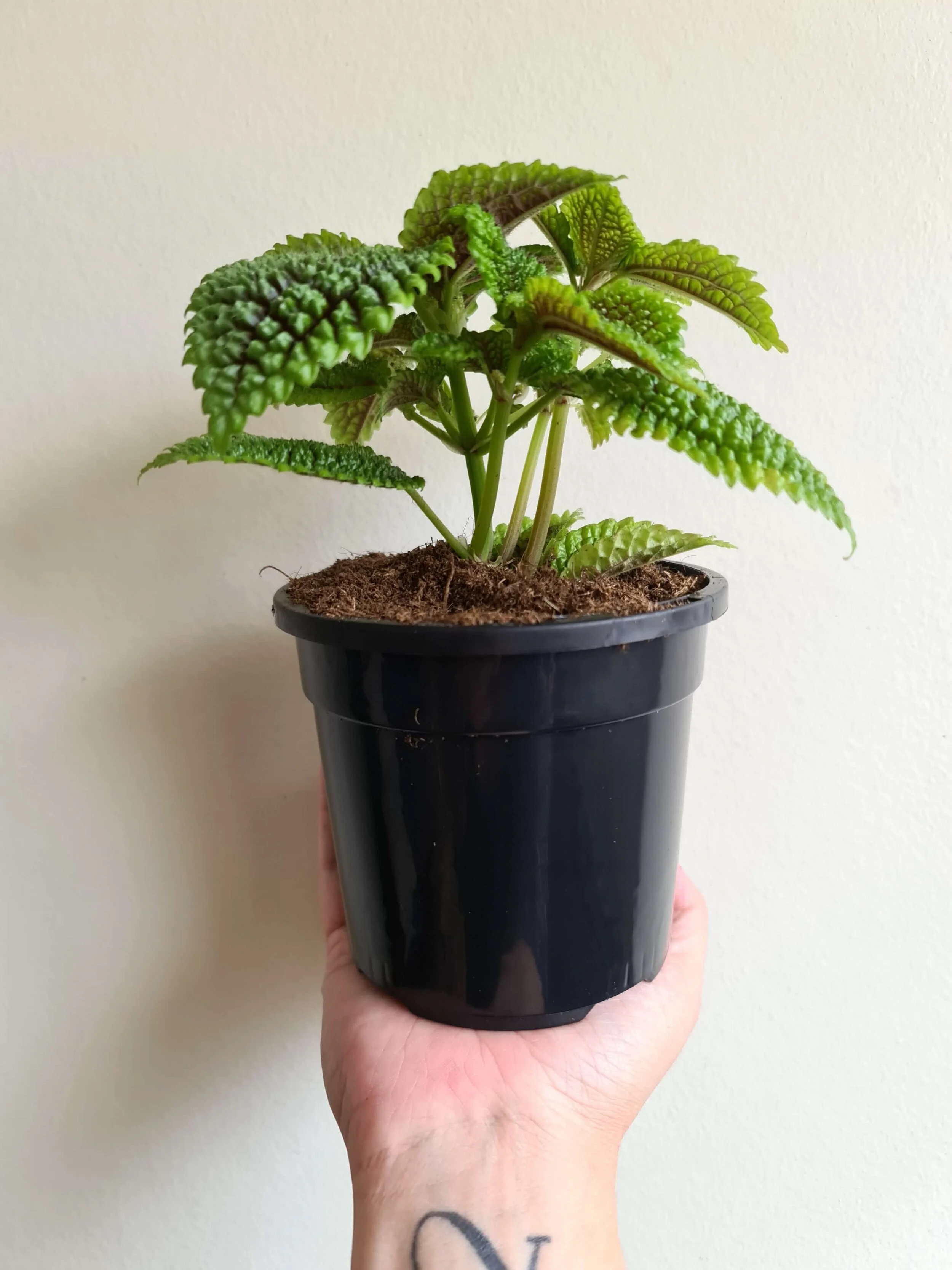 20210204_105552 copy.jpg