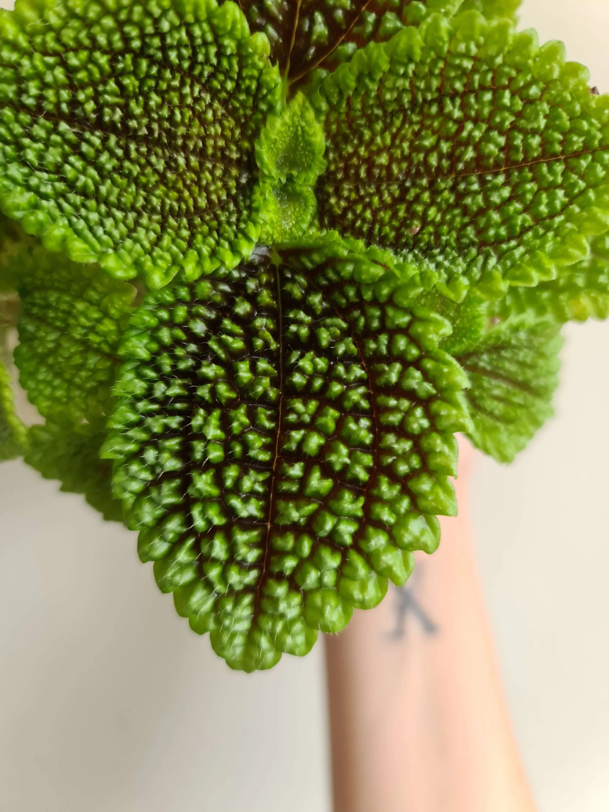 20210204_105744 copy.jpg