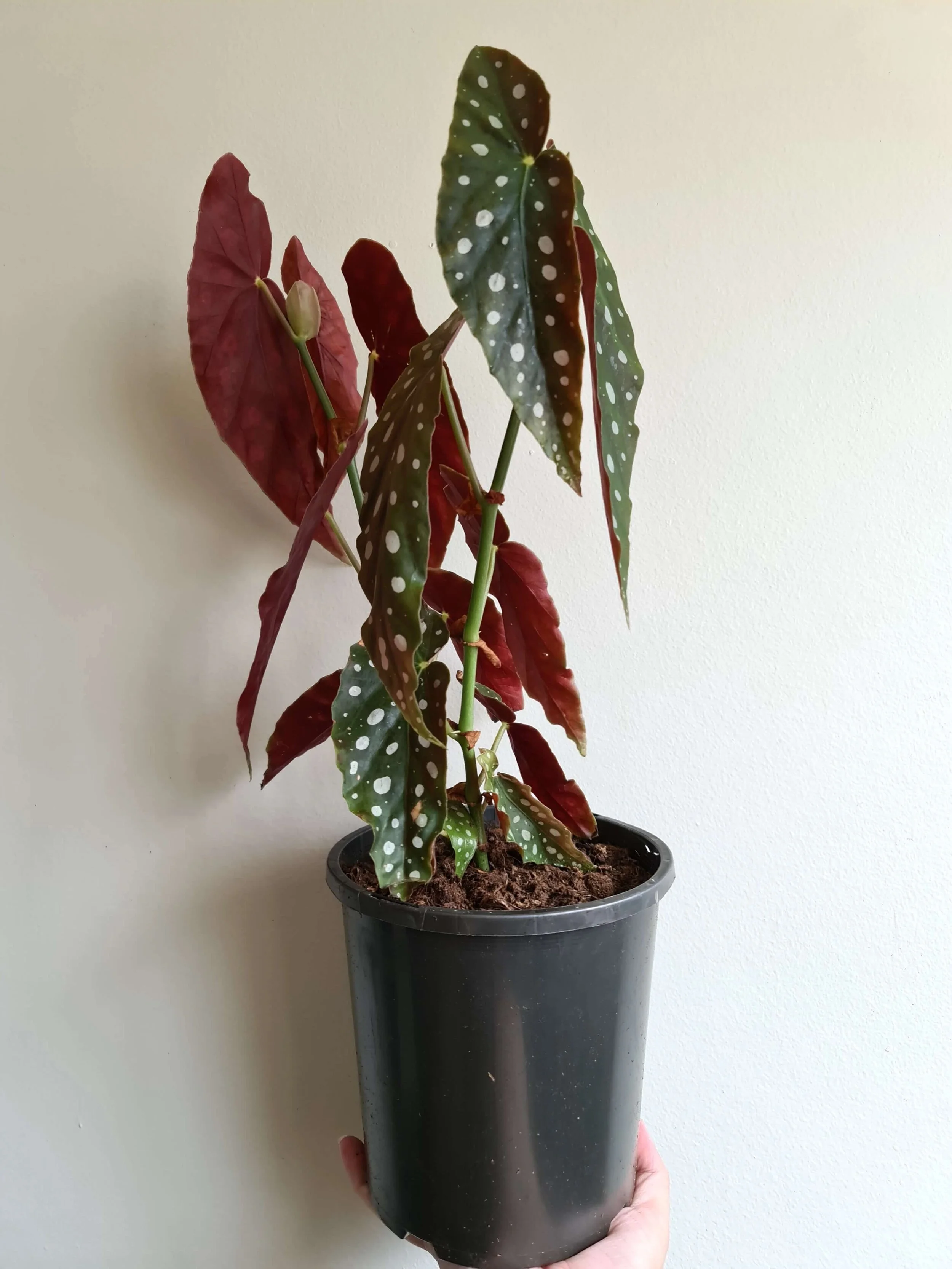 20191101_123420 copy.jpg