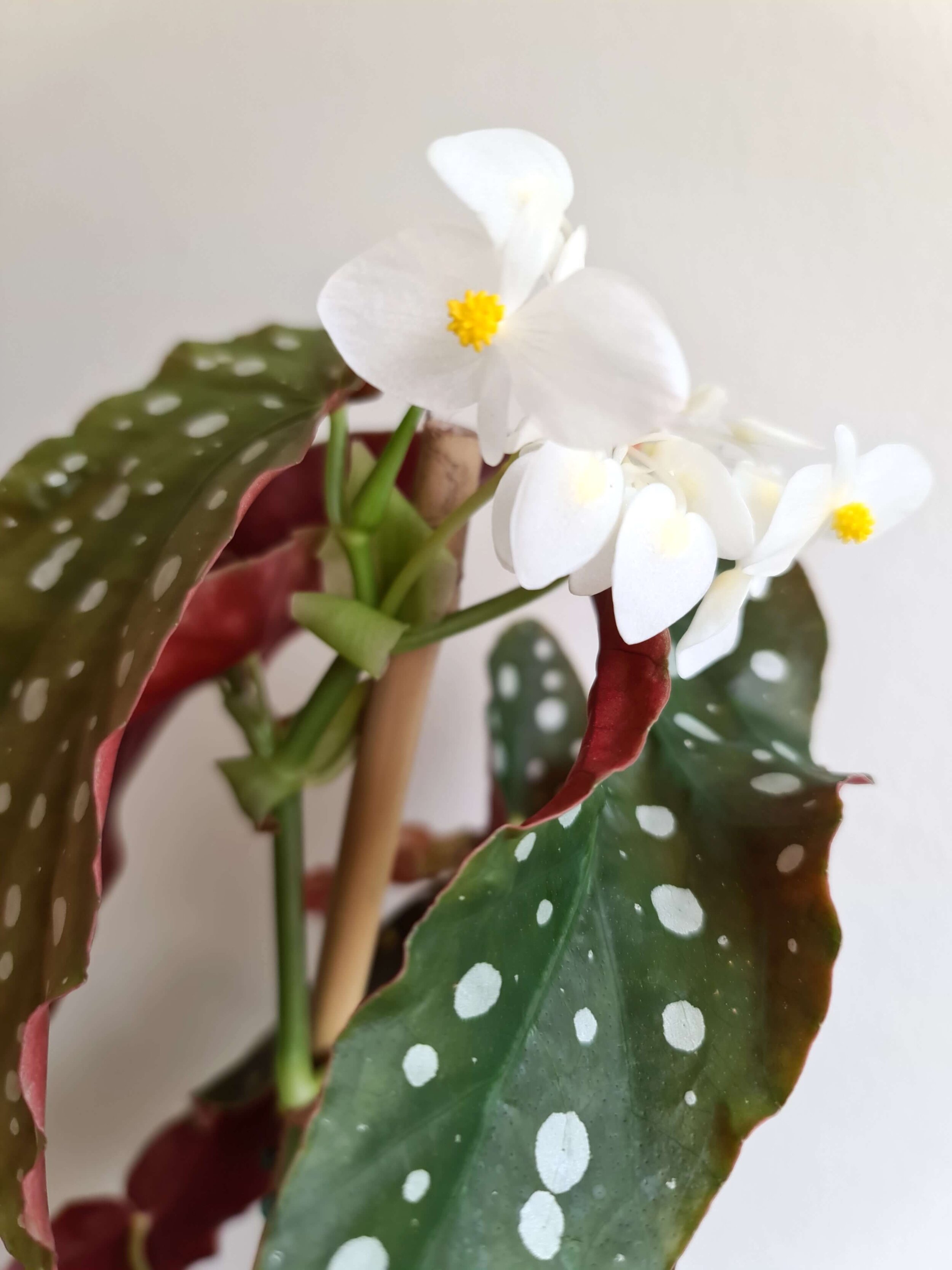 20210205_112022 copy.jpg