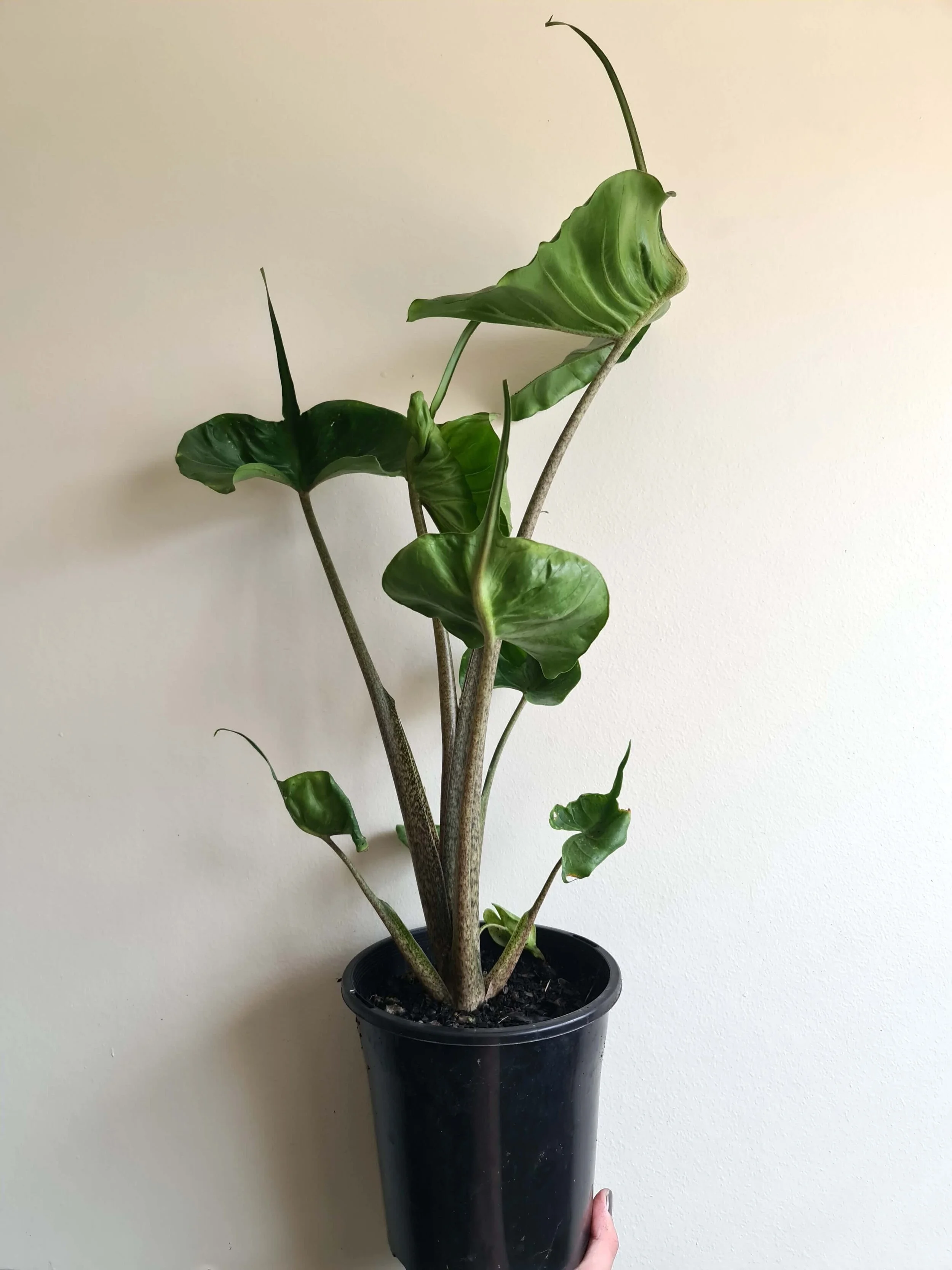 20210219_124607 copy.jpg