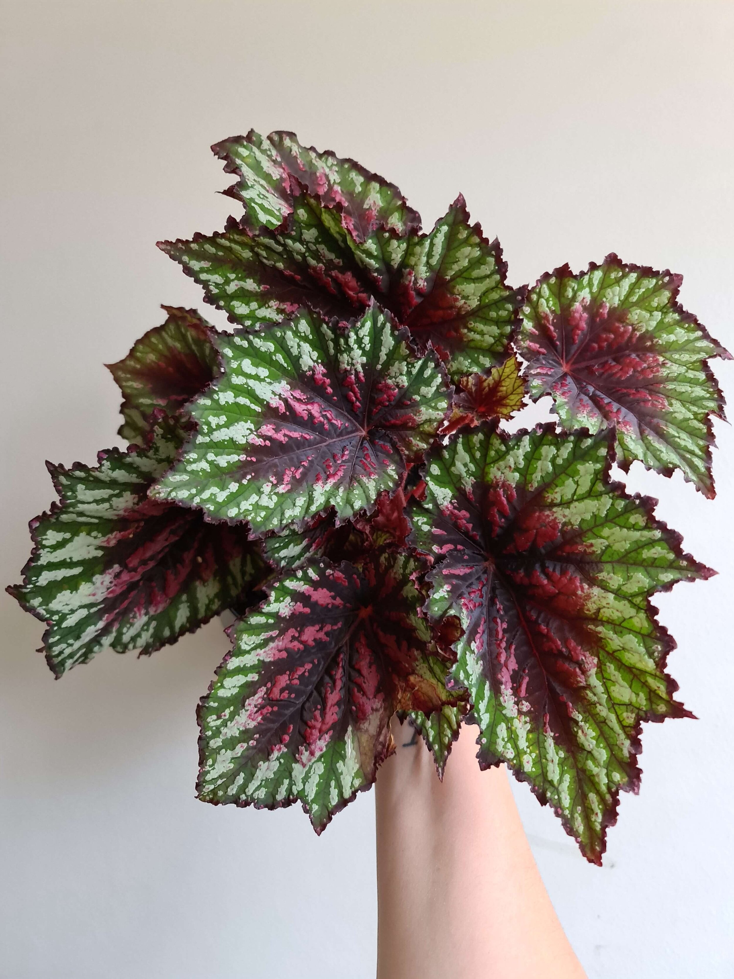 20210223_120658 copy.jpg