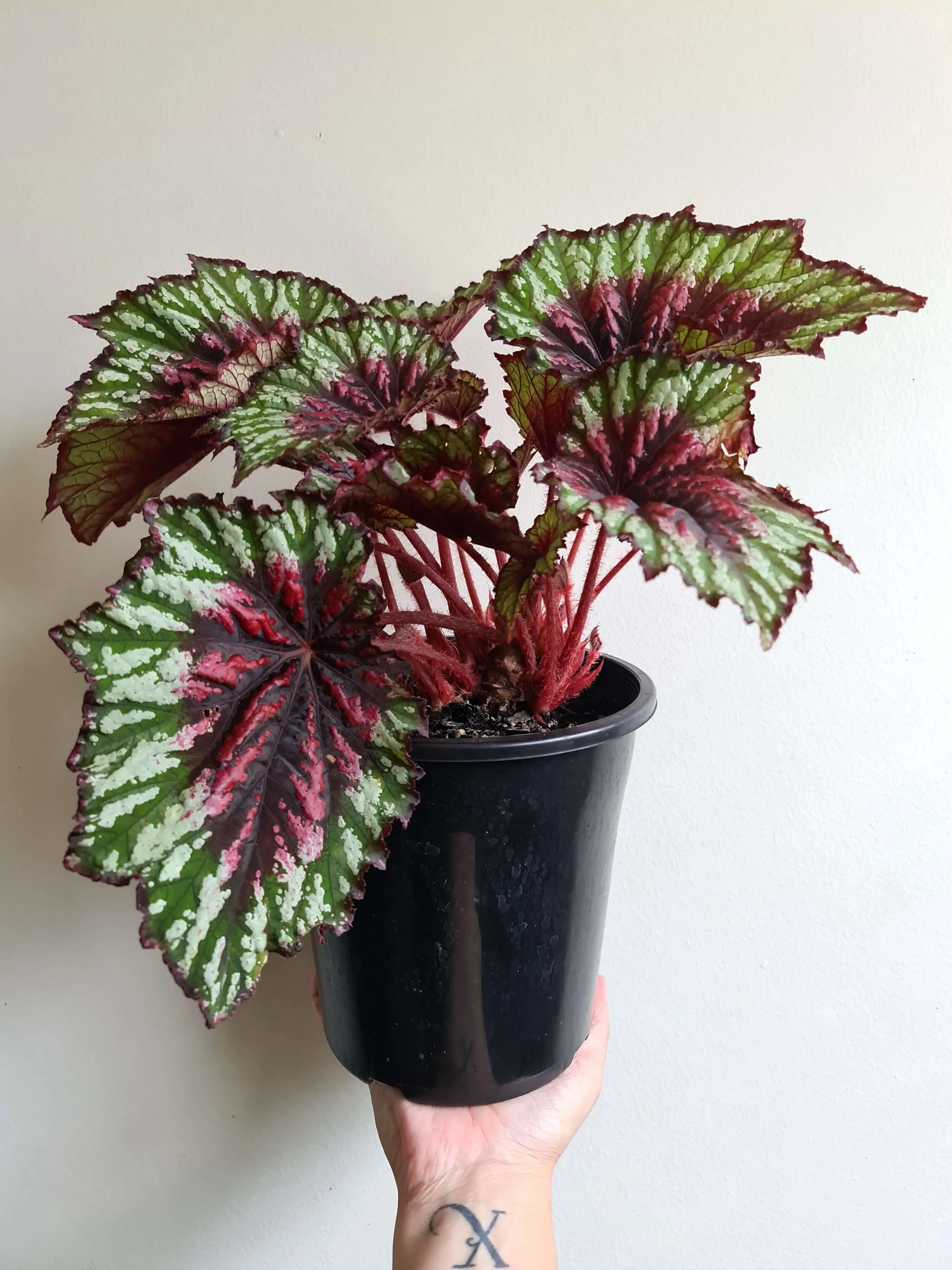 20210223_120608 copy.jpg