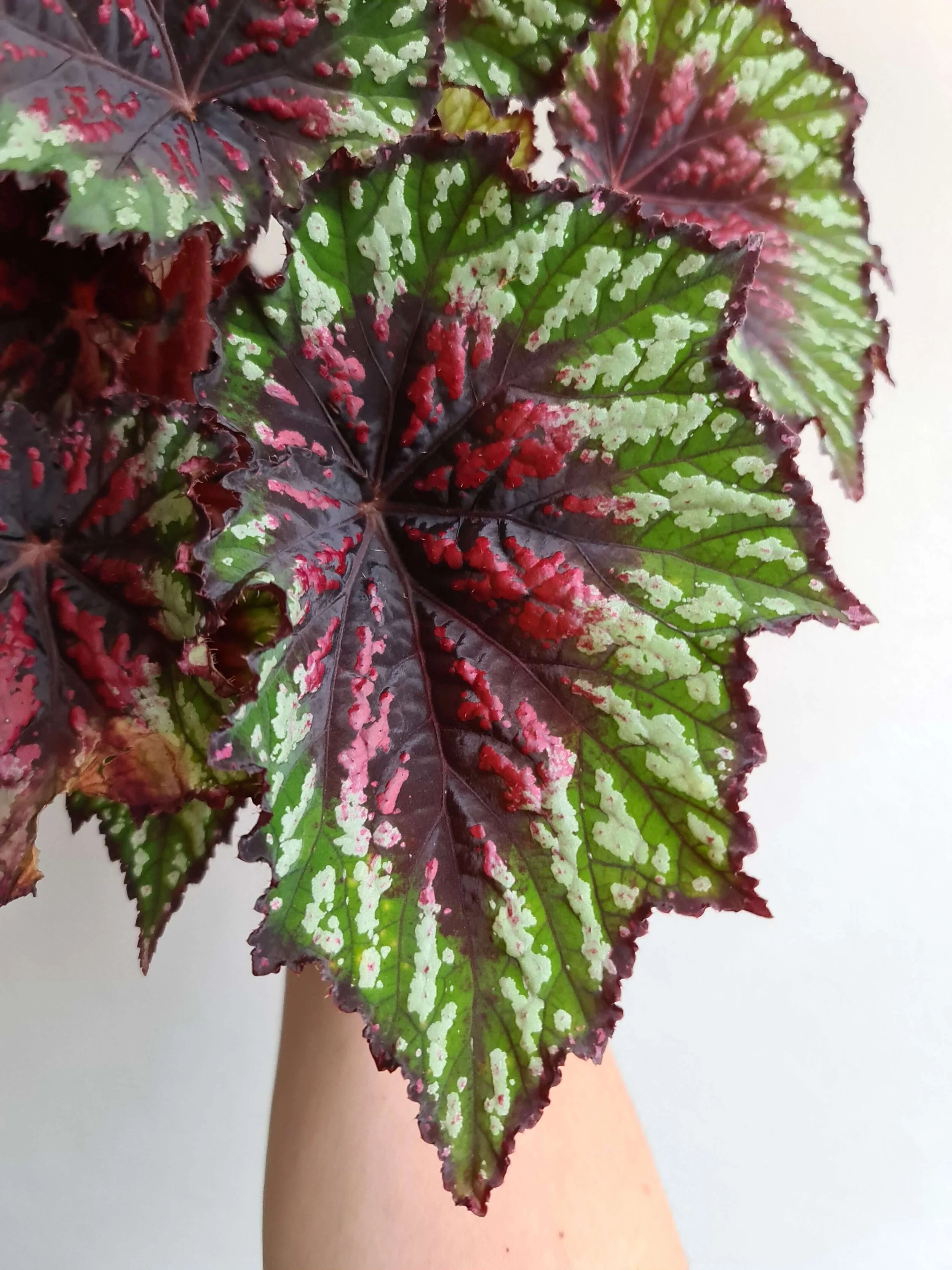 20210223_120642 copy.jpg