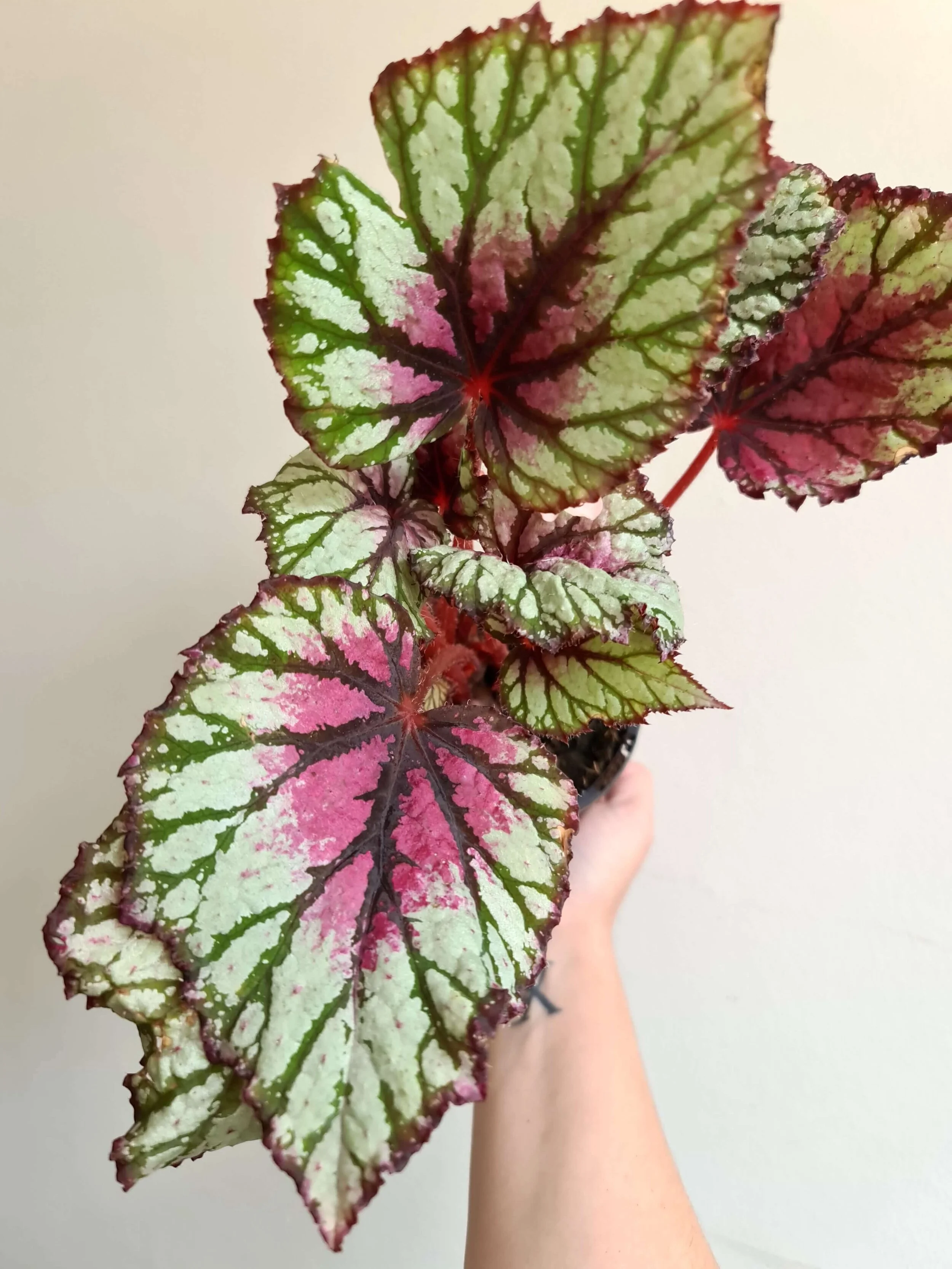 20210223_135736 copy.jpg