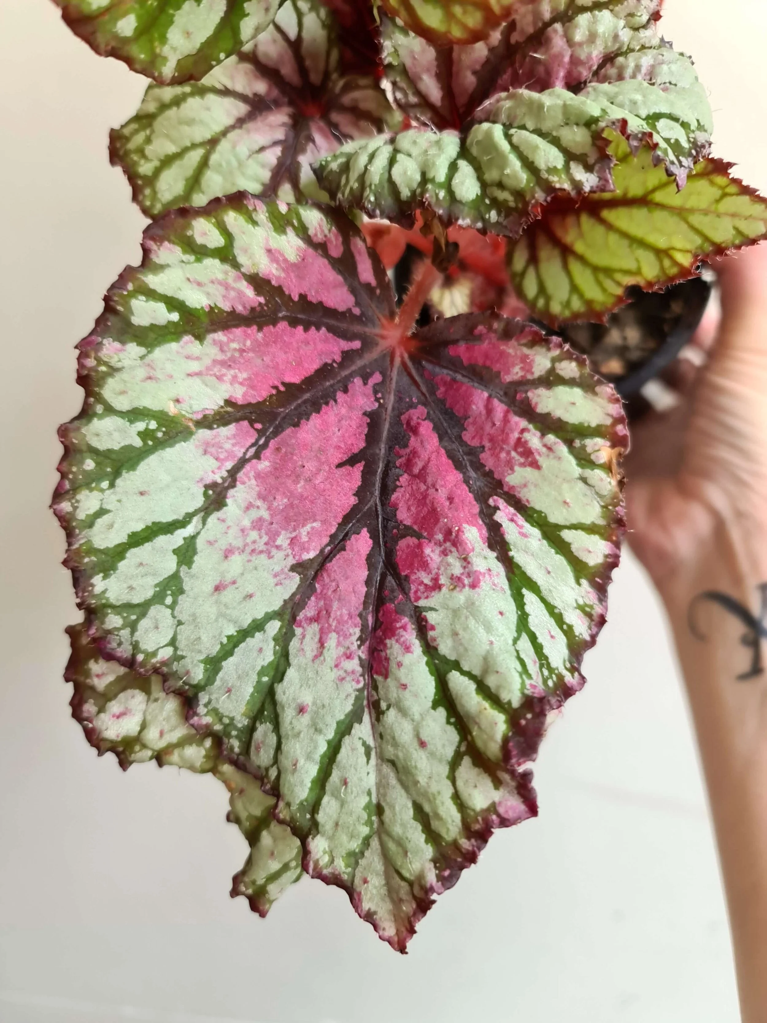 20210223_135641 copy.jpg