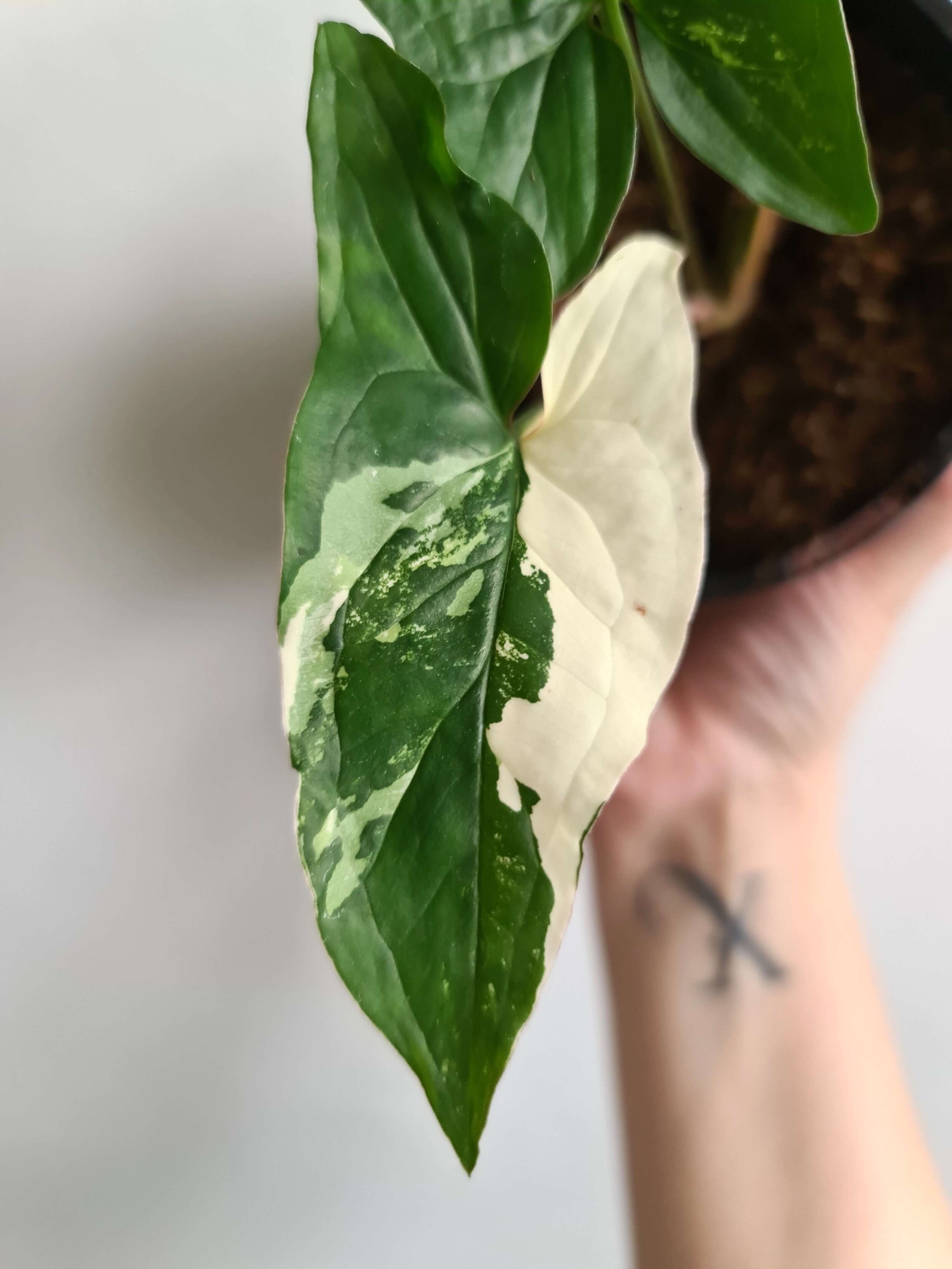 20211009_143913 copy.jpg