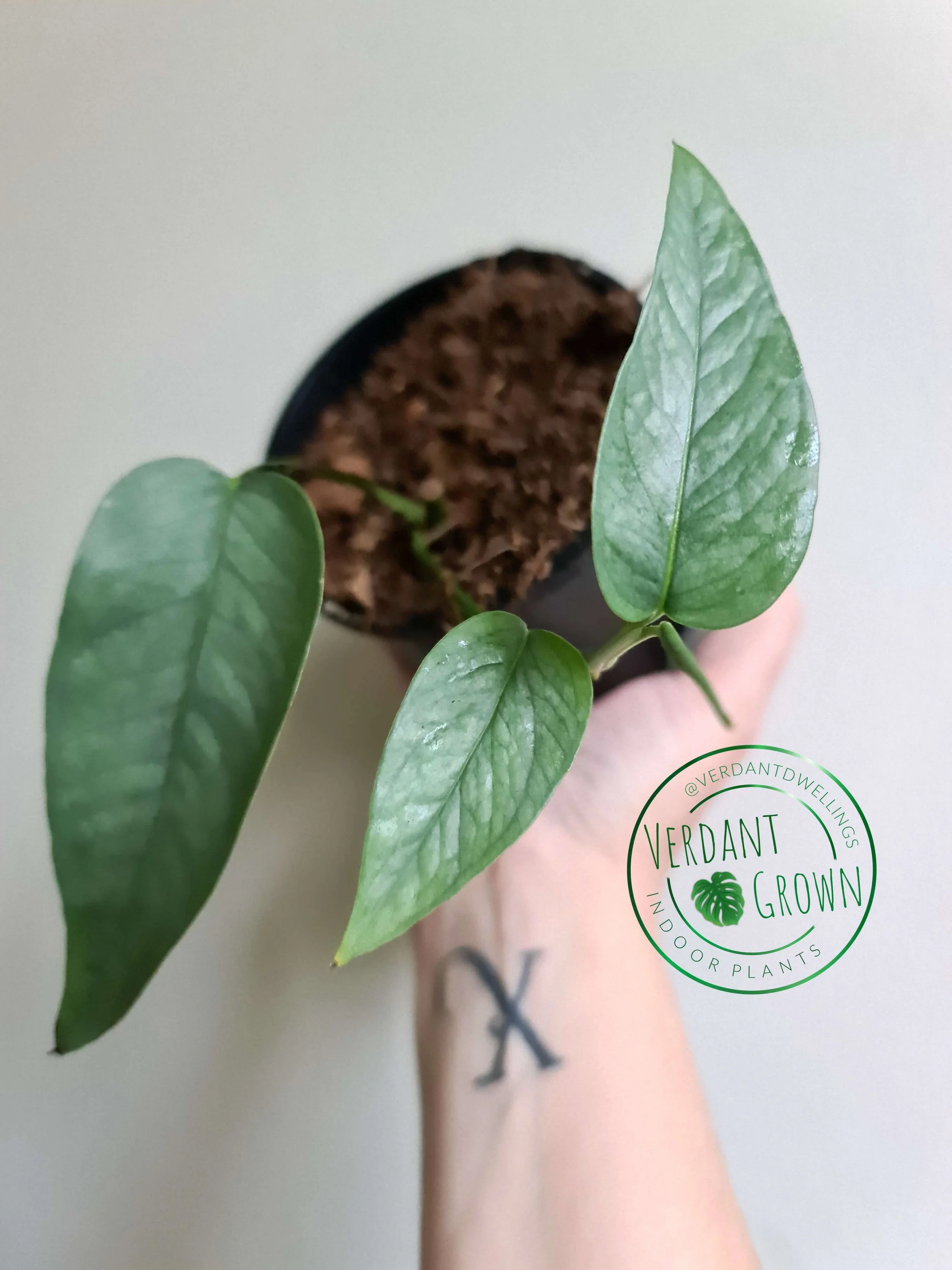 Plants Dry Out — Verdant Dwellings