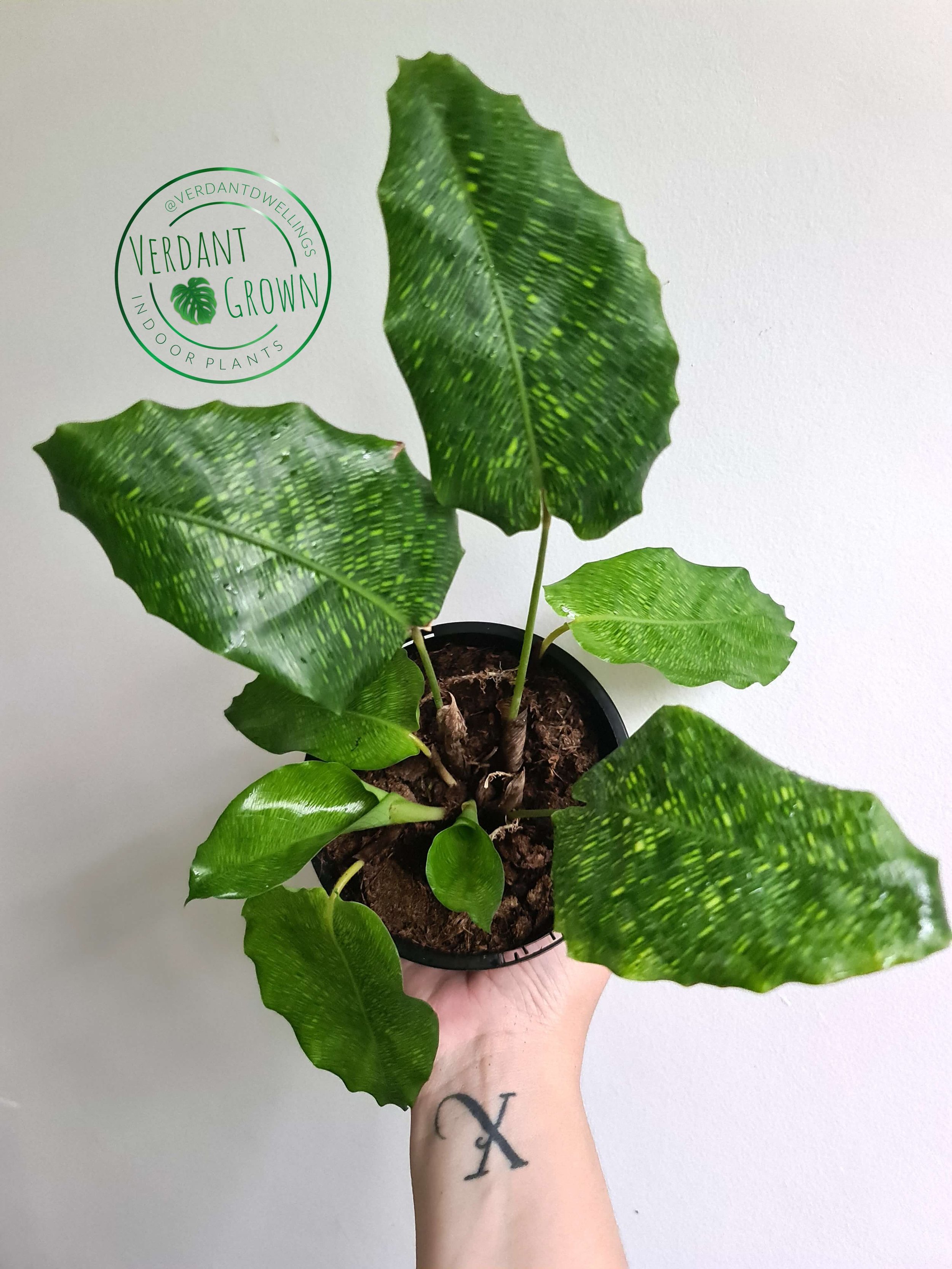Calathea Musaica