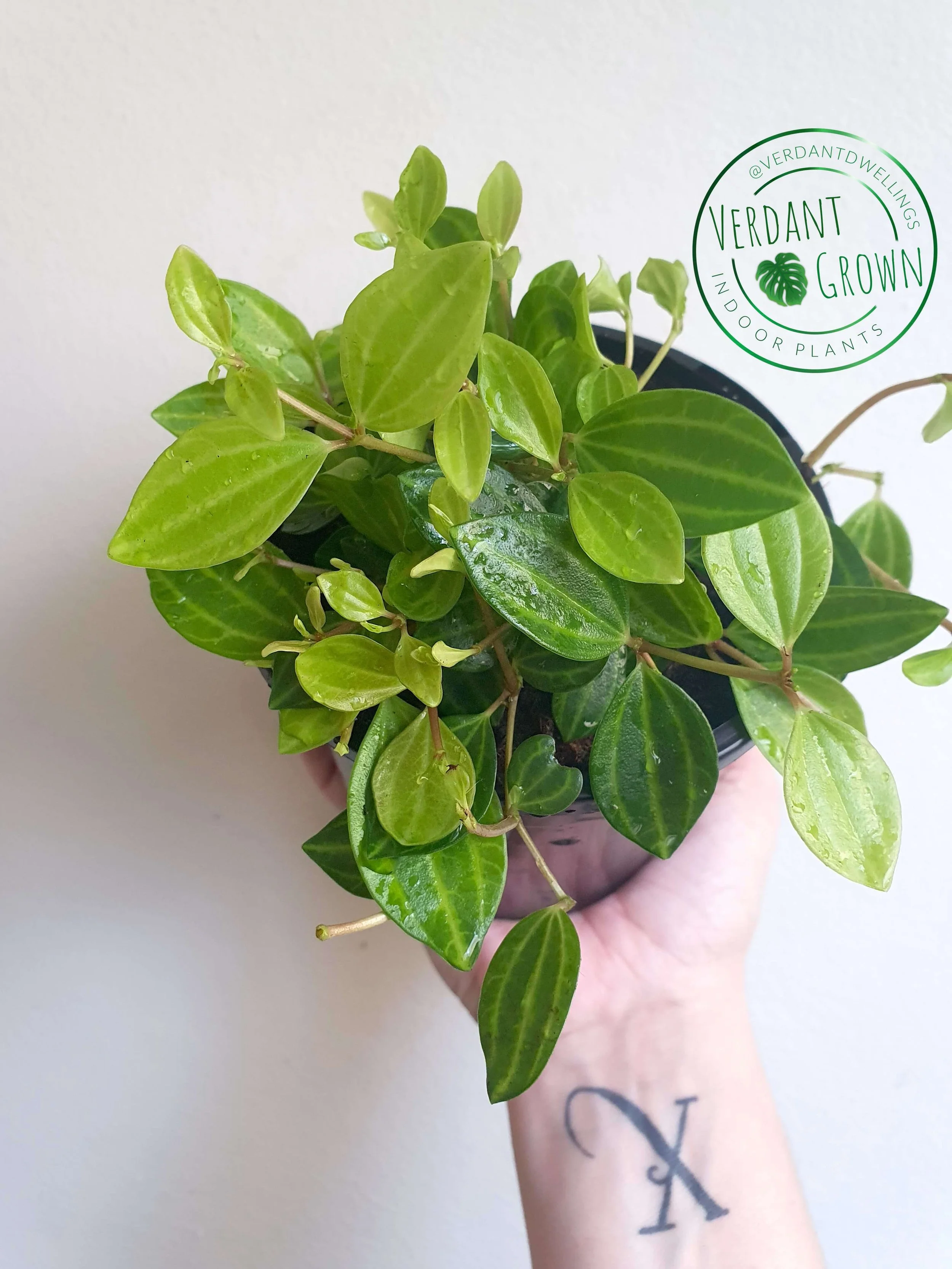 Peperomia Angulata Rocca Verde