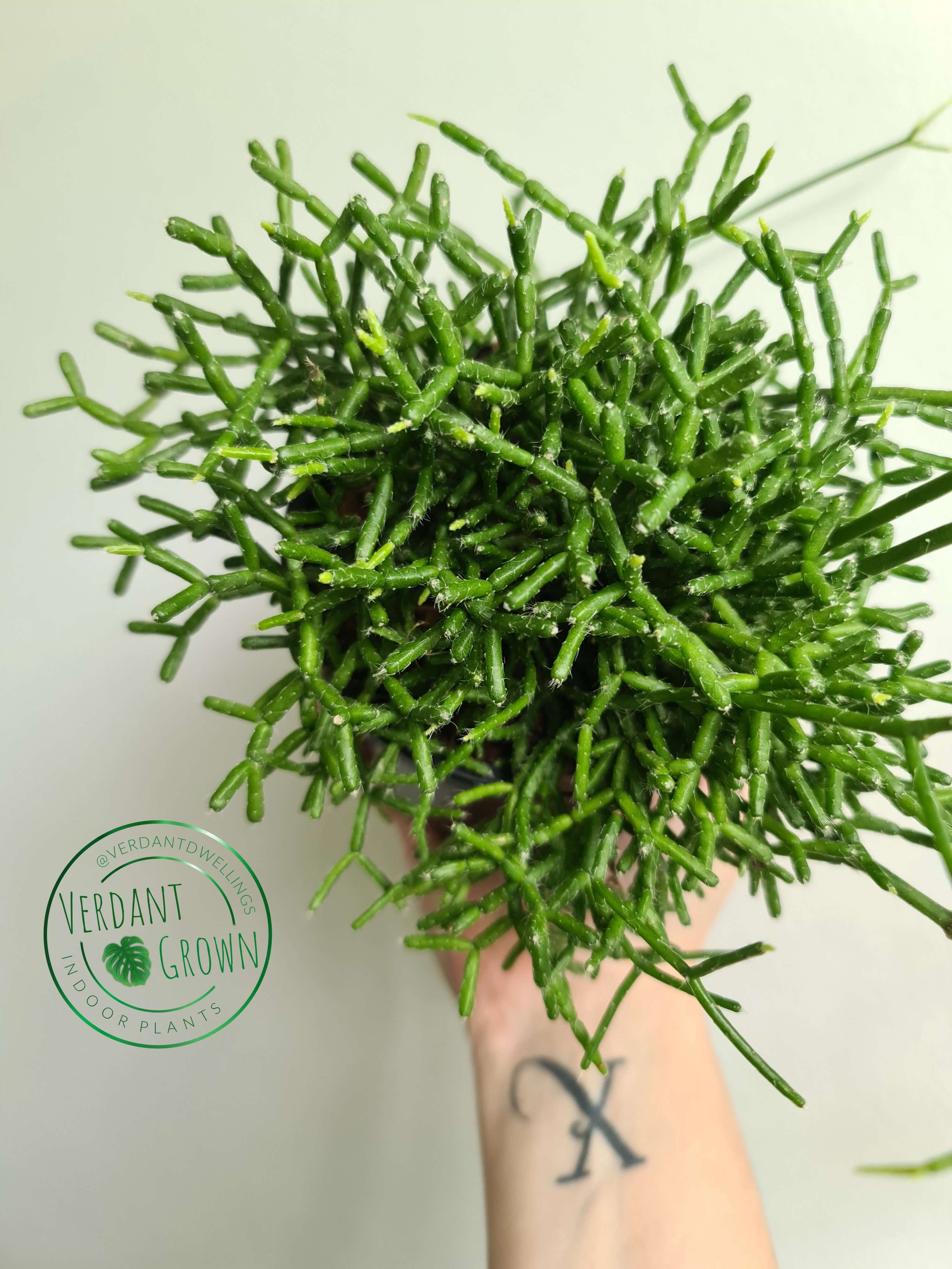 rhipsalis cereuscula — verdant dwellings