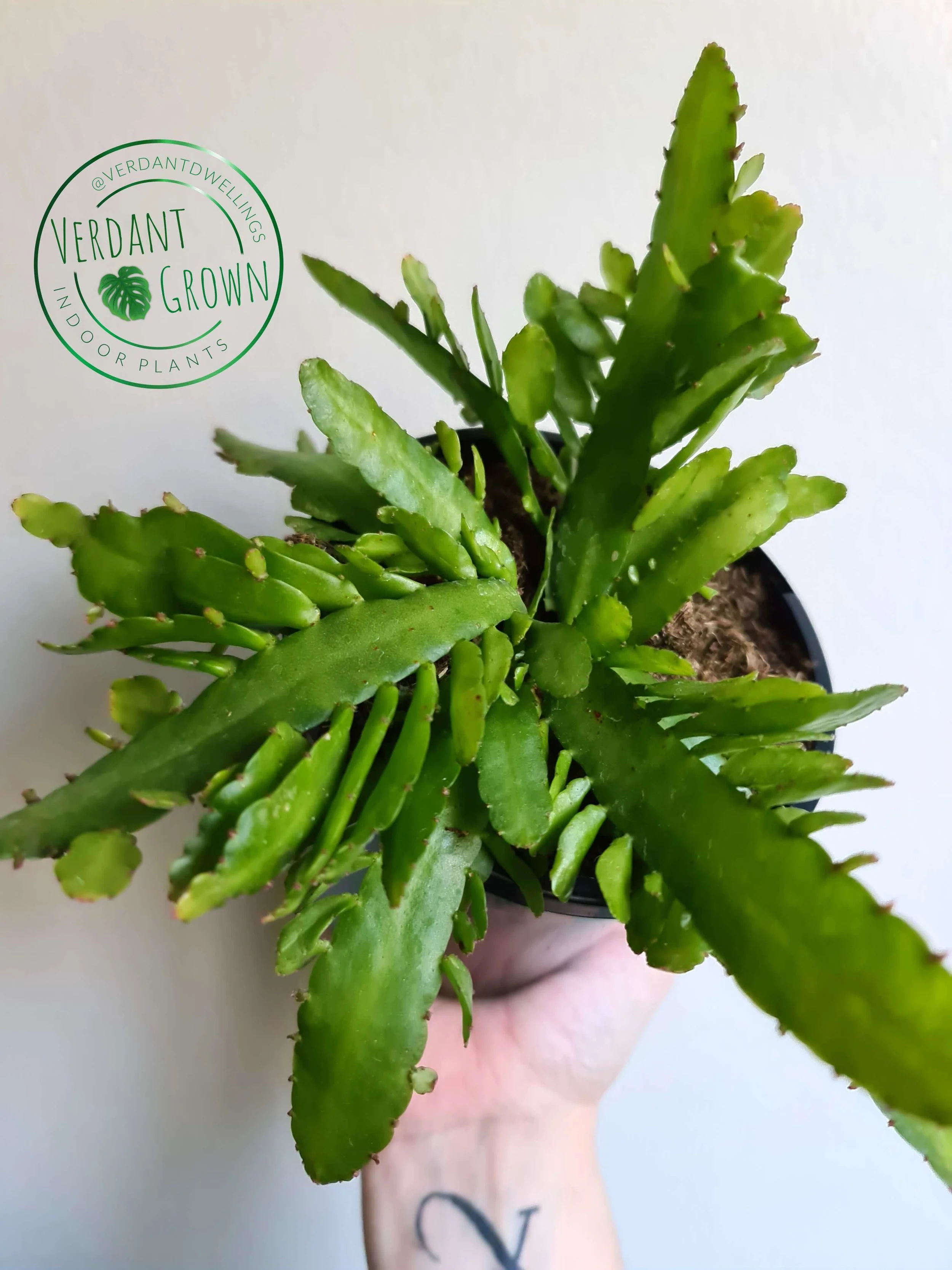 Rhipsalis Disocactus 'Bits and Pieces'
