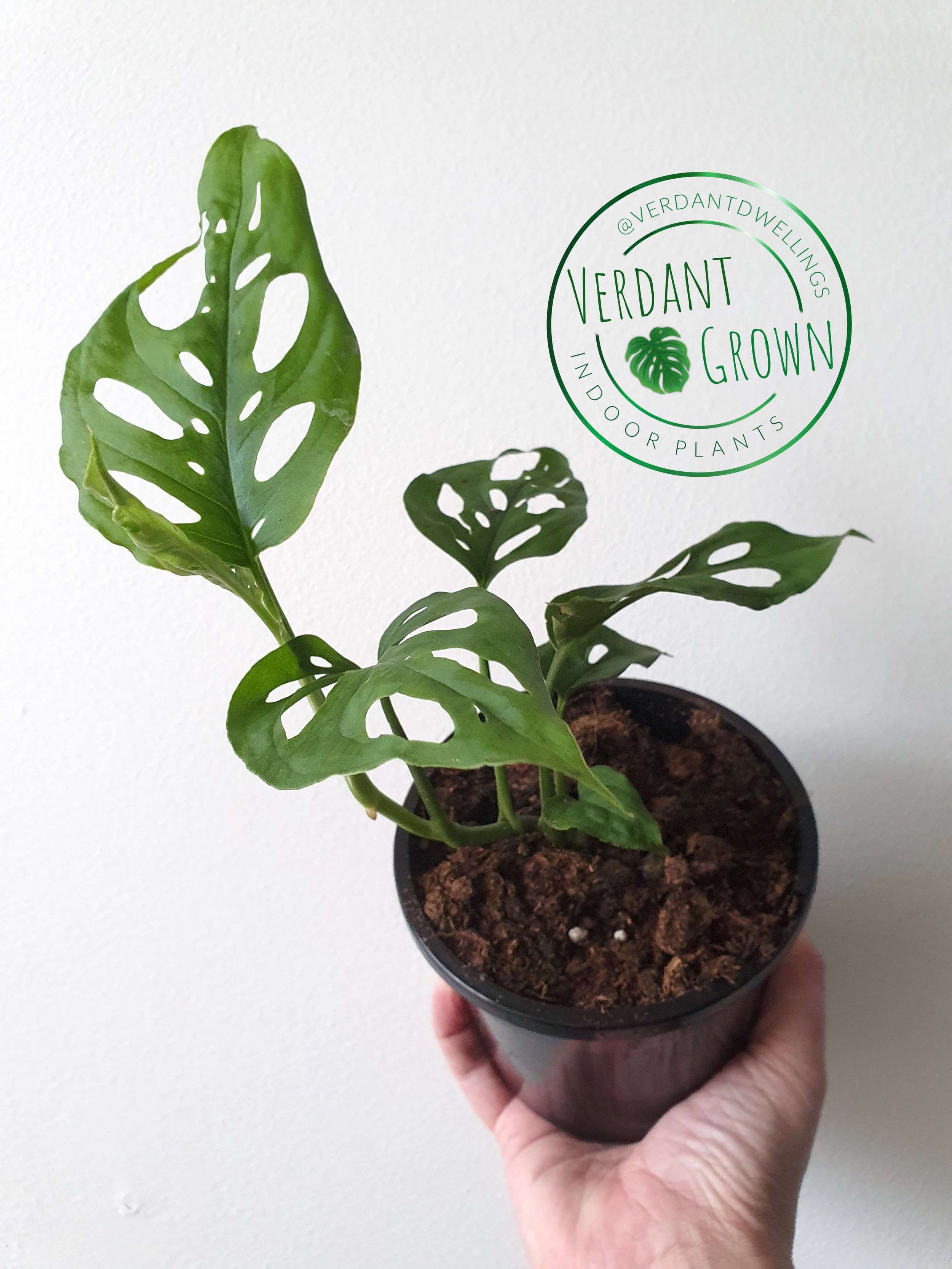 Monstera adansonii