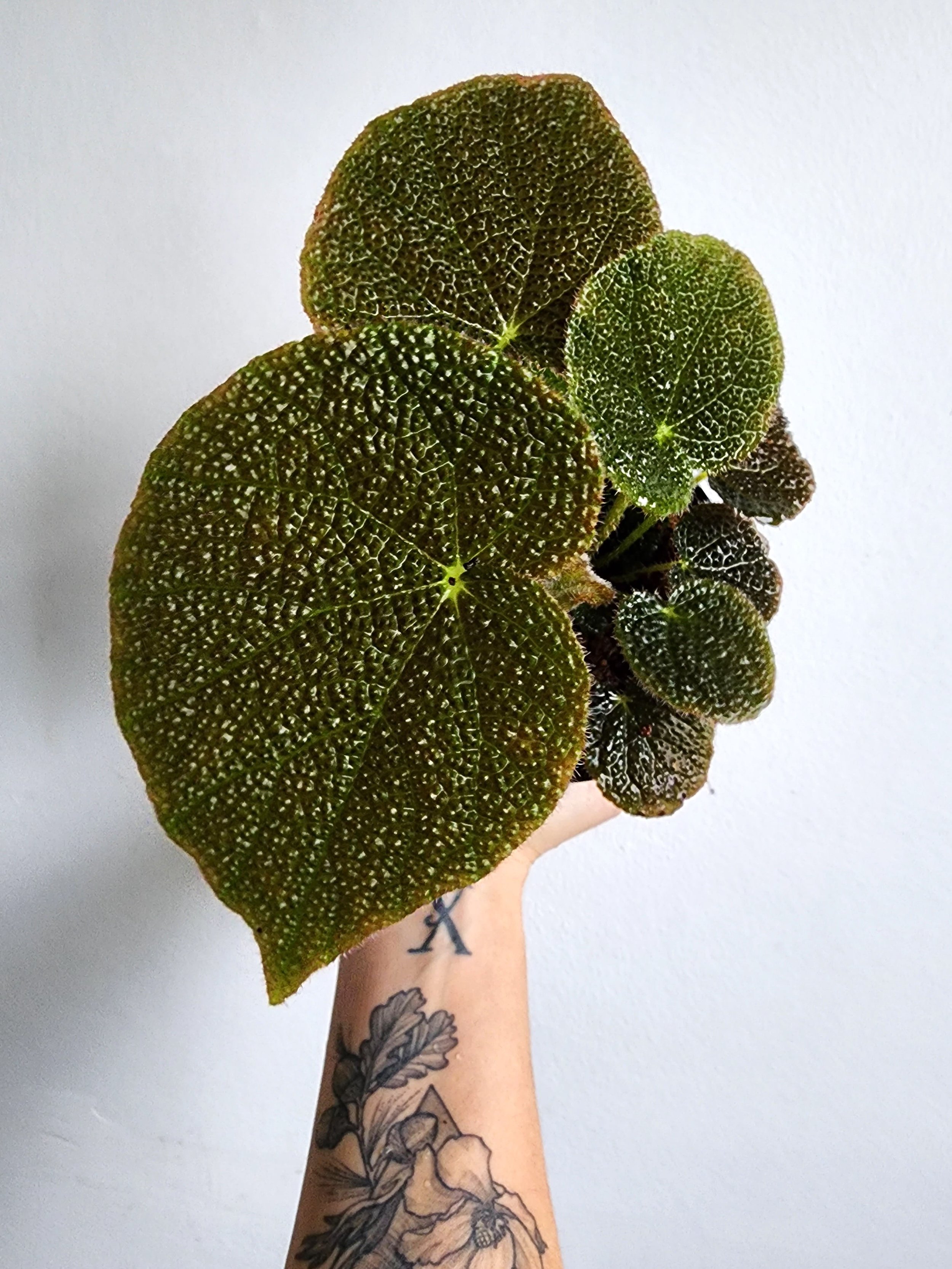 Begonia Masoniana River