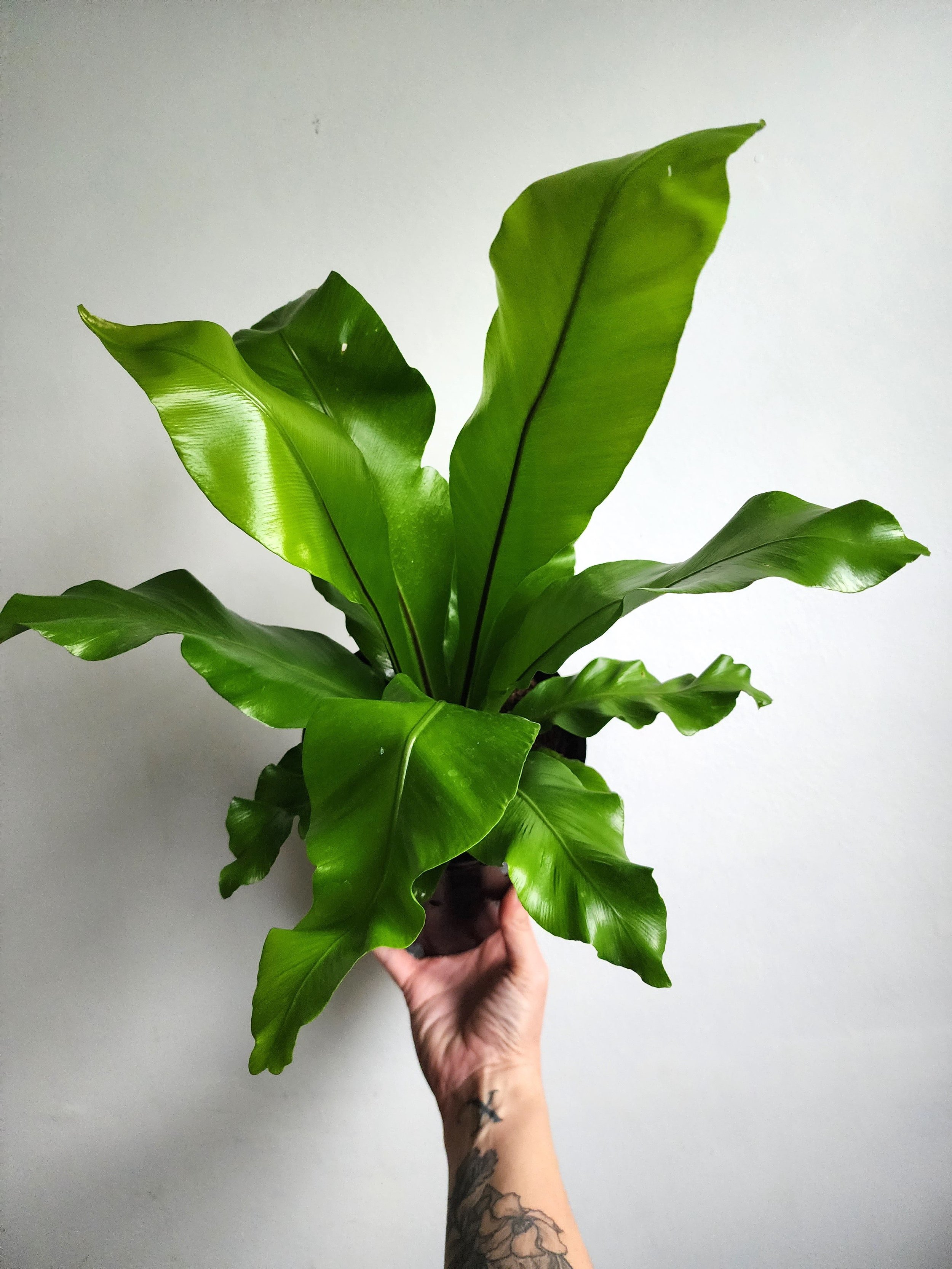 Birds Nest Fern