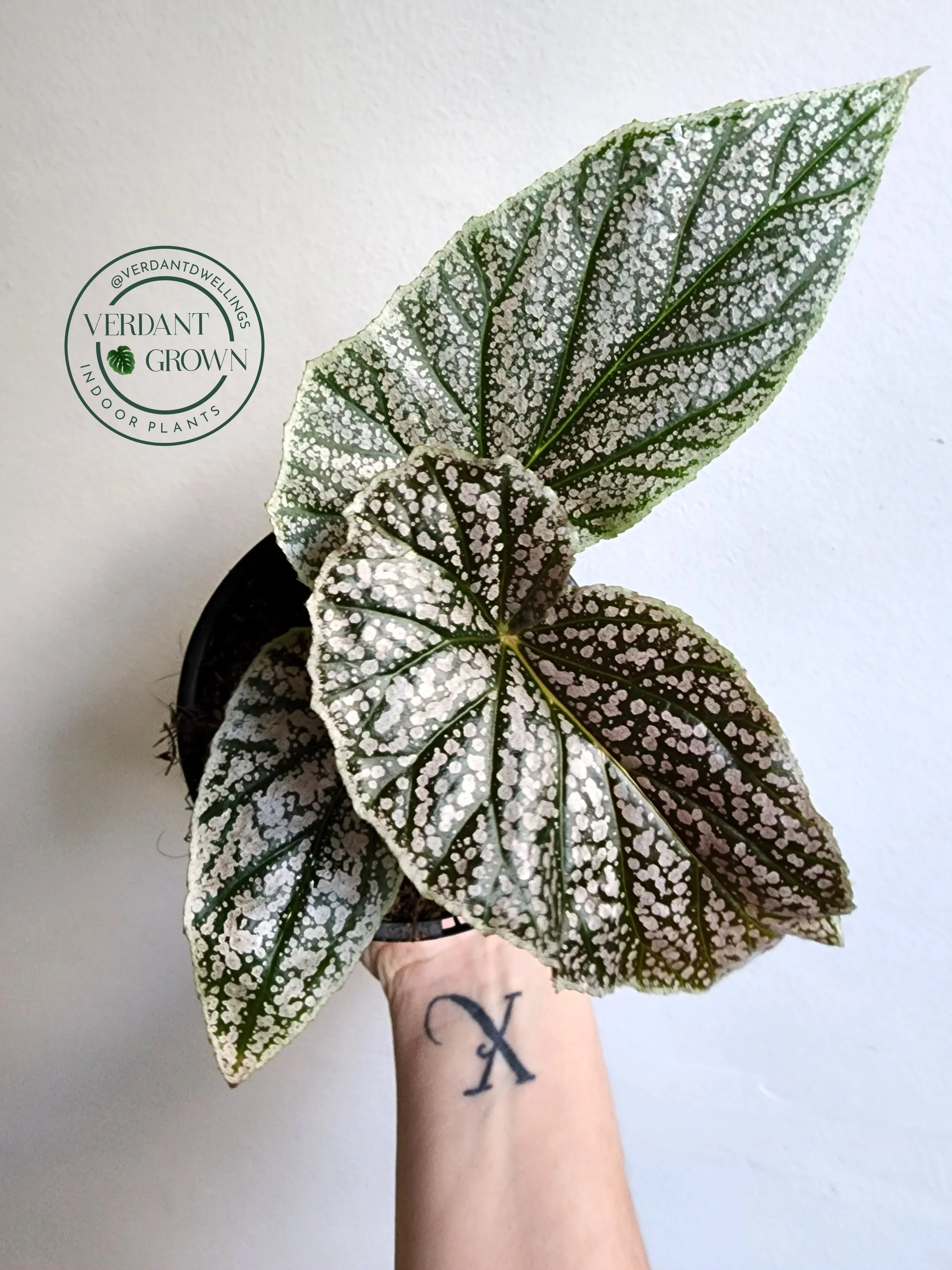 Begonia Maurice Amey