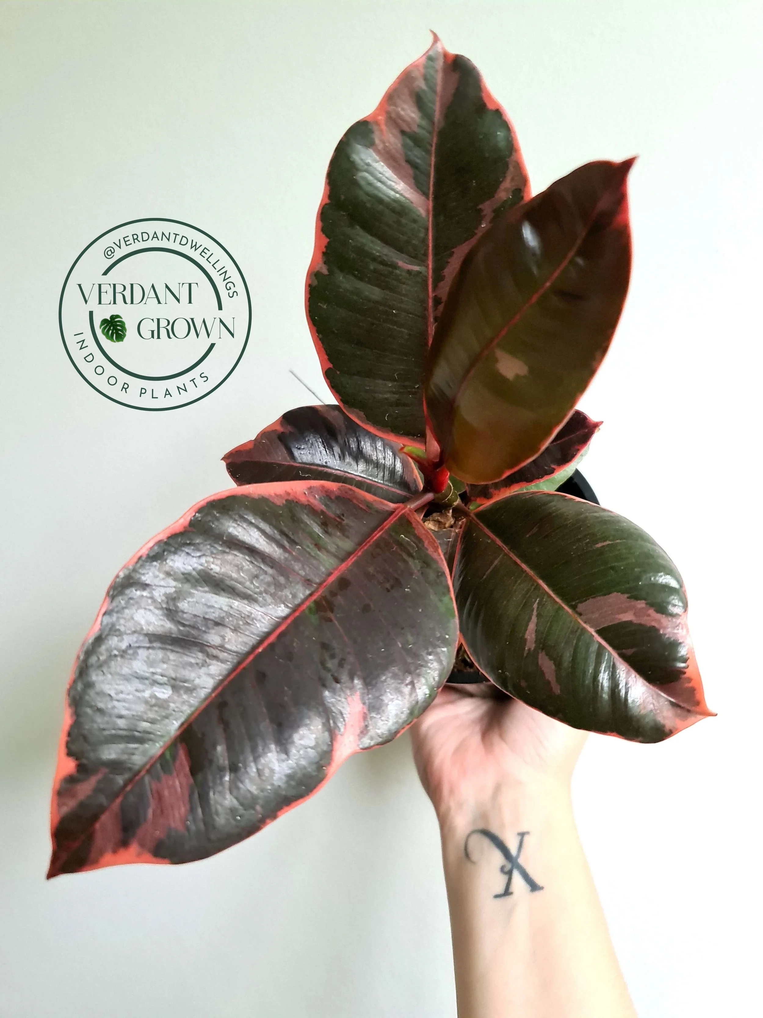 Ficus Elastica Ruby
