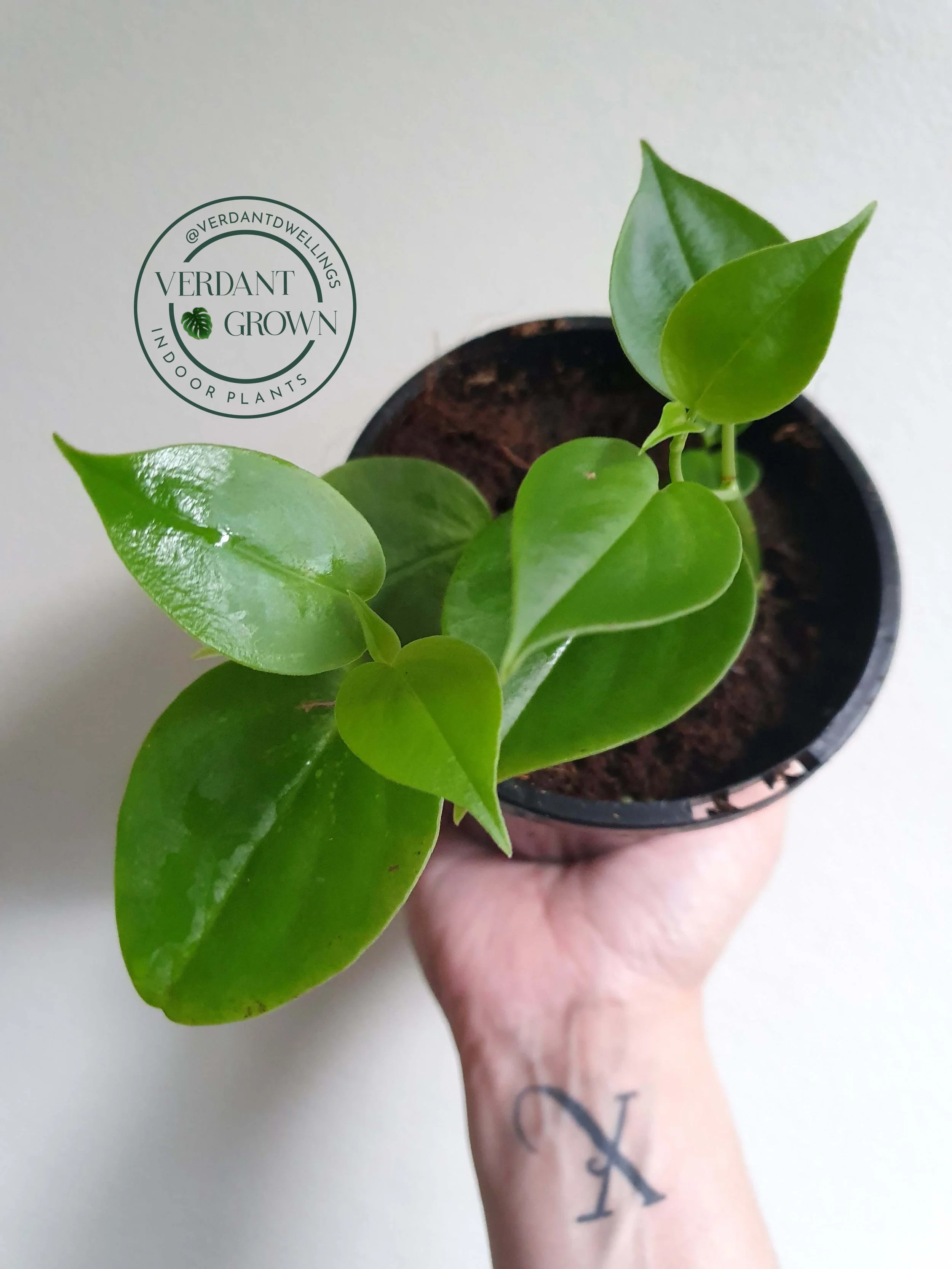 Peperomia Scandens Green