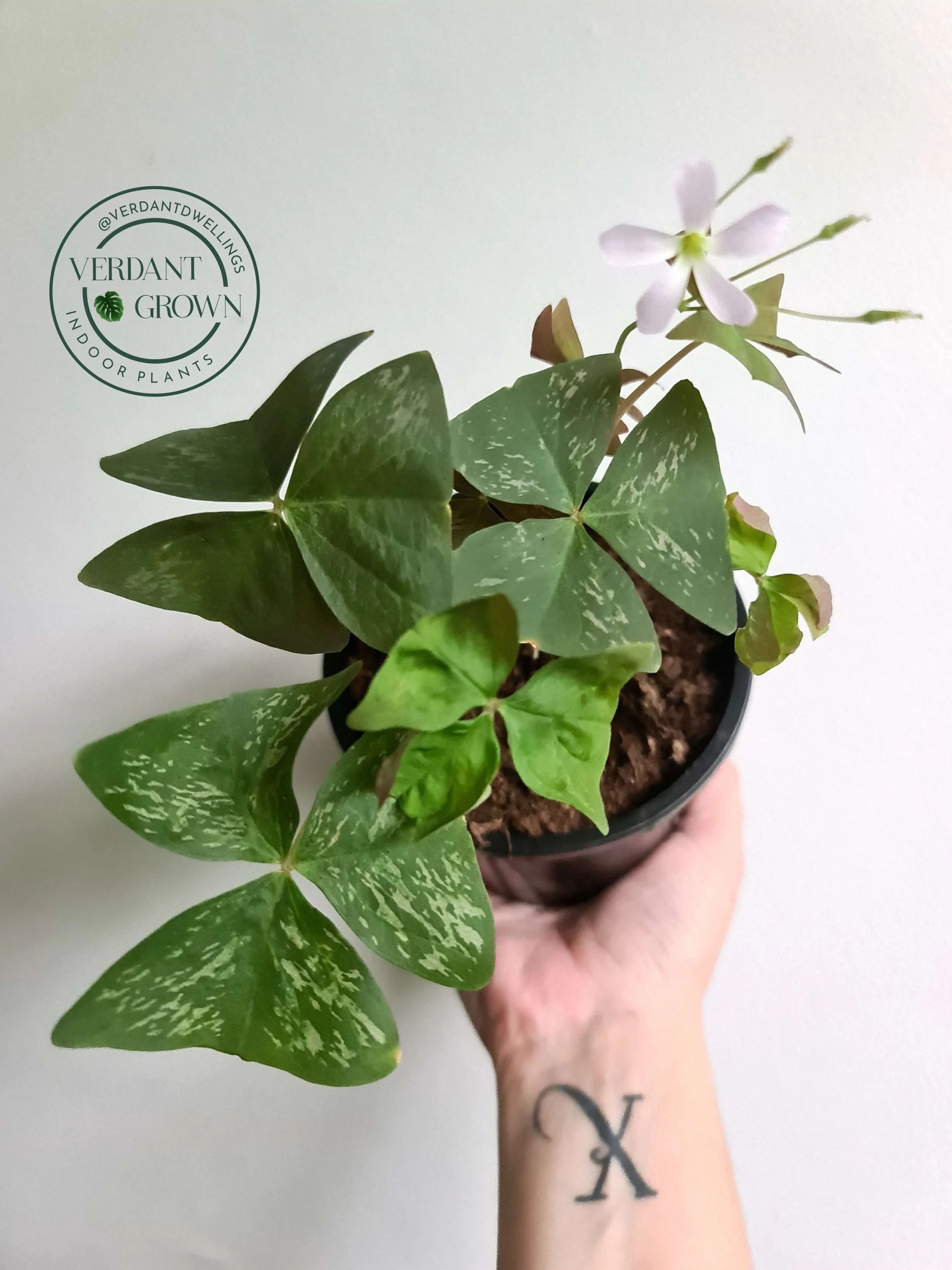 20220107_152922 copy.jpg