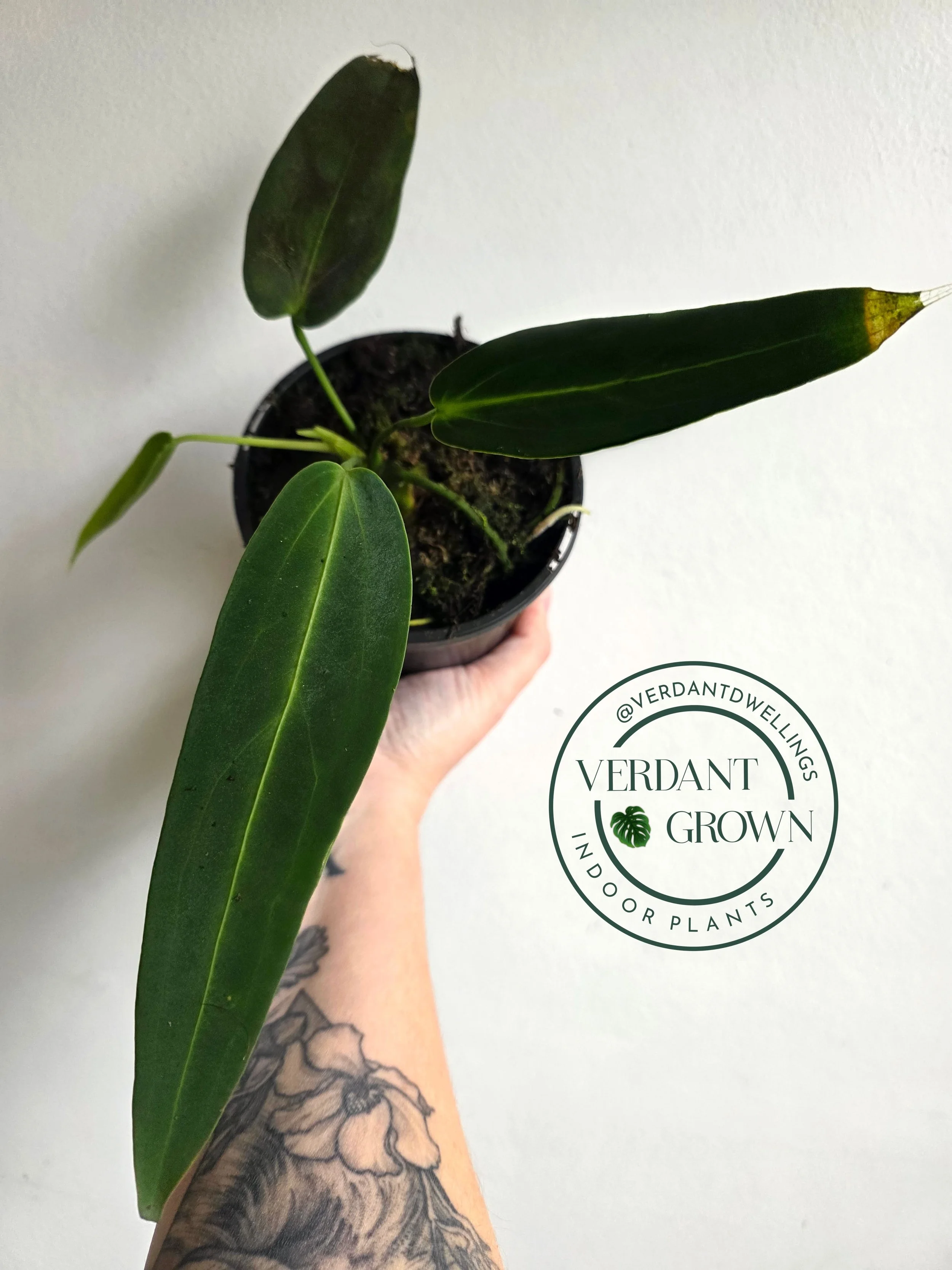 Anthurium Warocqueanum