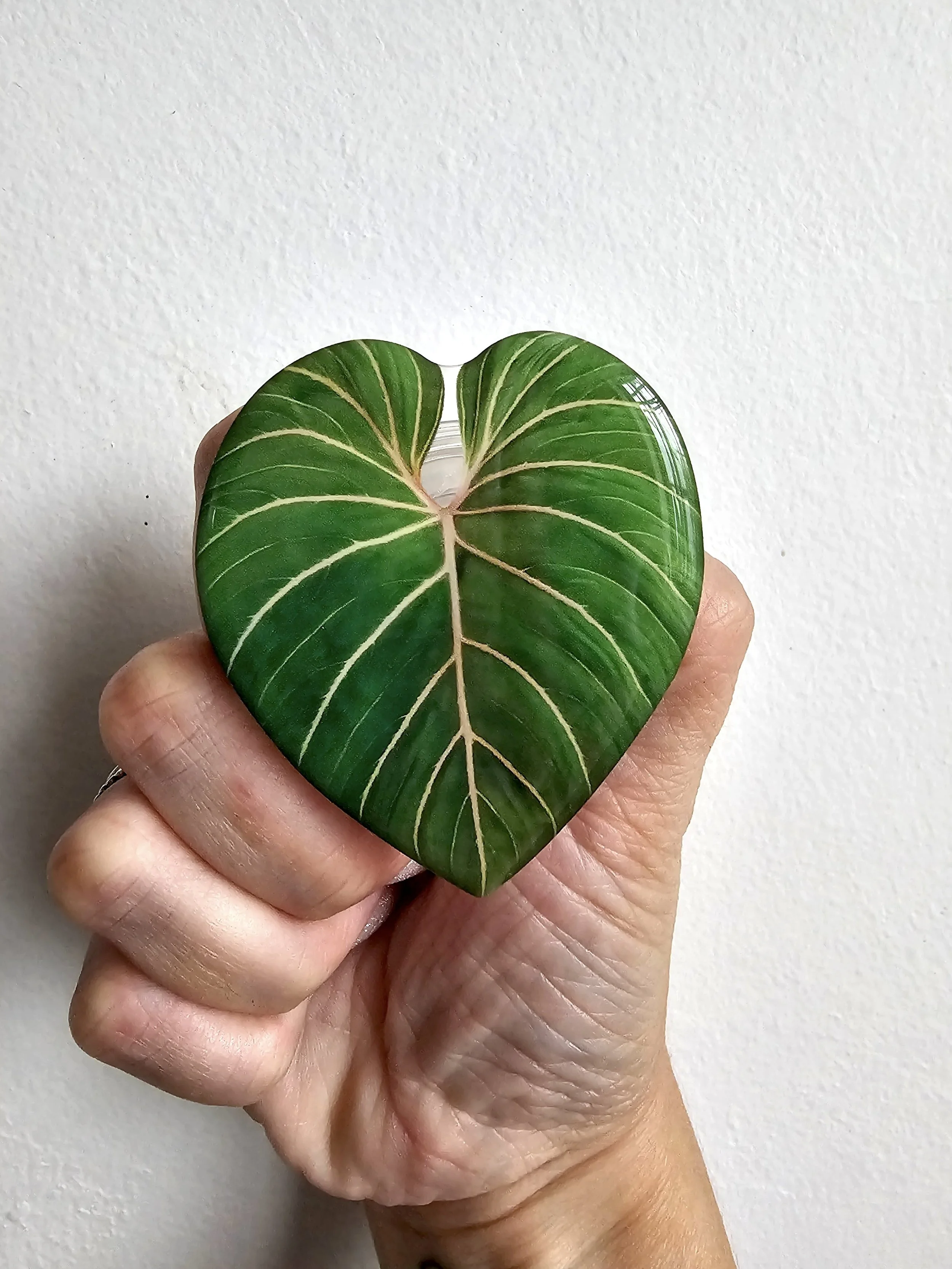 Leaf Image Phone Pop Grip — Verdant Dwellings