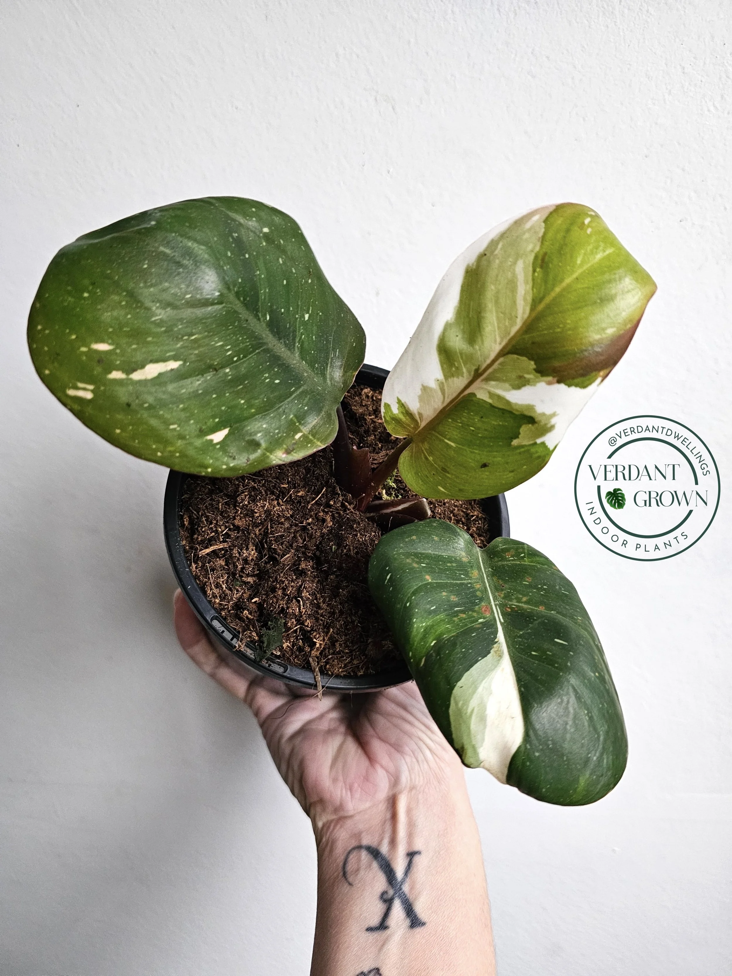 Philodendron White Knight