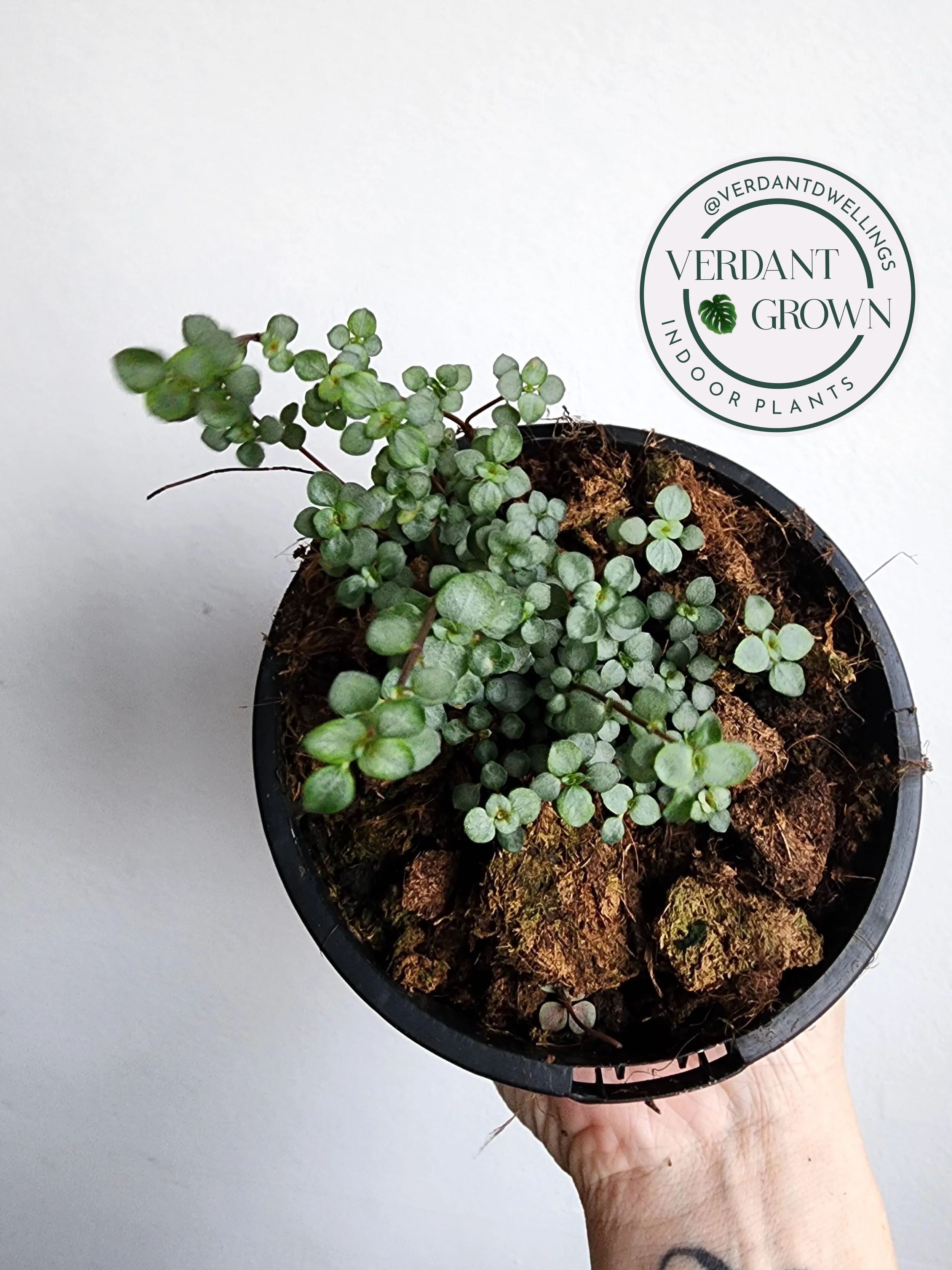 Pilea Silver Sprinkles
