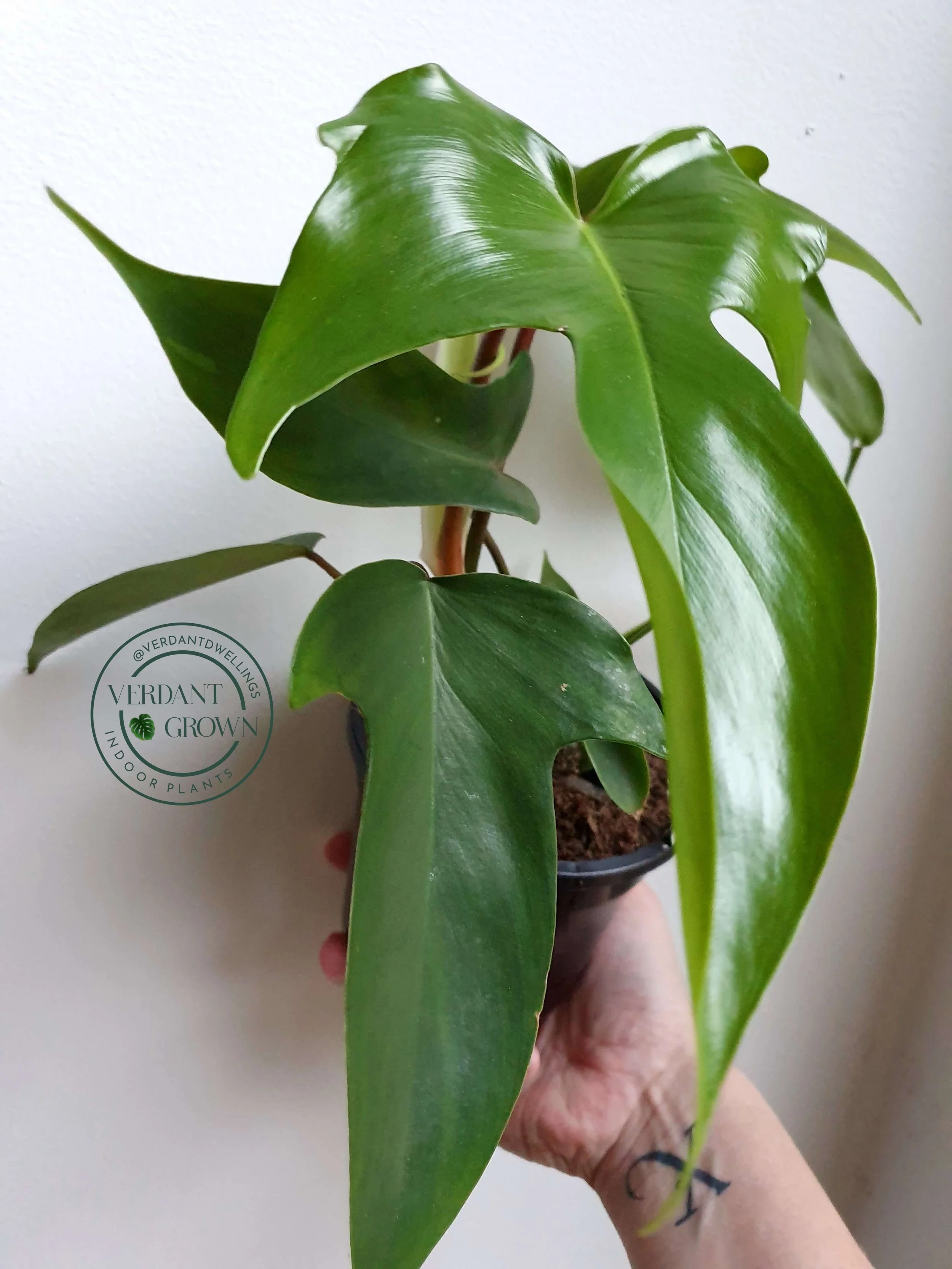 20190727_170751 copy.jpg