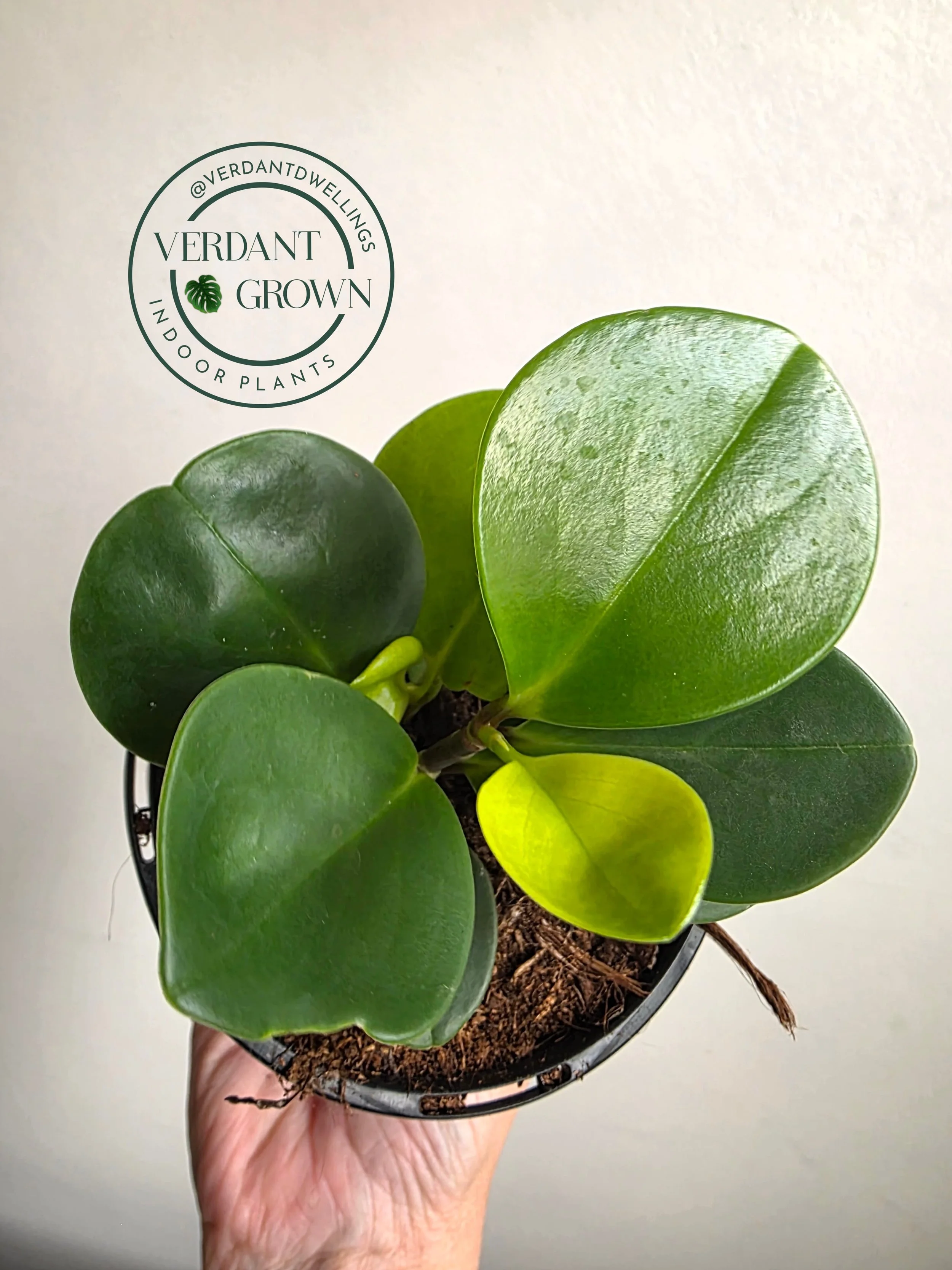 Peperomia Obtusifolia Green